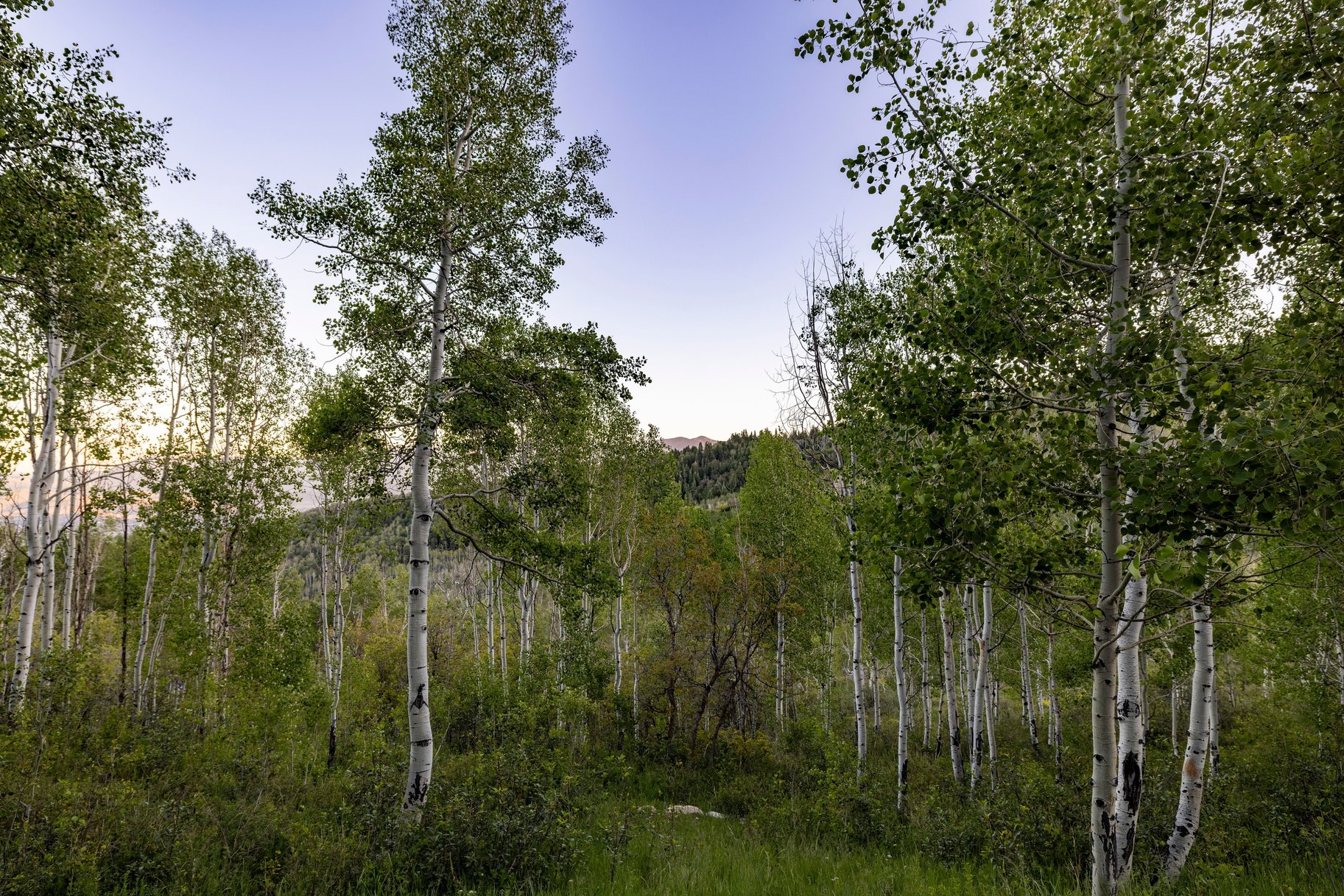  One of a Kind Mountain Retreat on Nearly 12 Acres with Panoramic Ski Resort View - 物件實景