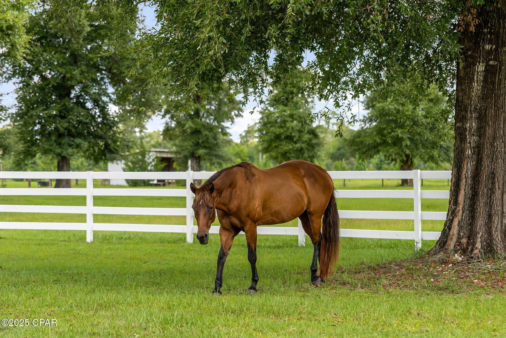 Youngstown, Florida, 32466, United States, 6 Bedrooms Bedrooms, ,6 BathroomsBathrooms,Residential,For Sale,1983496
