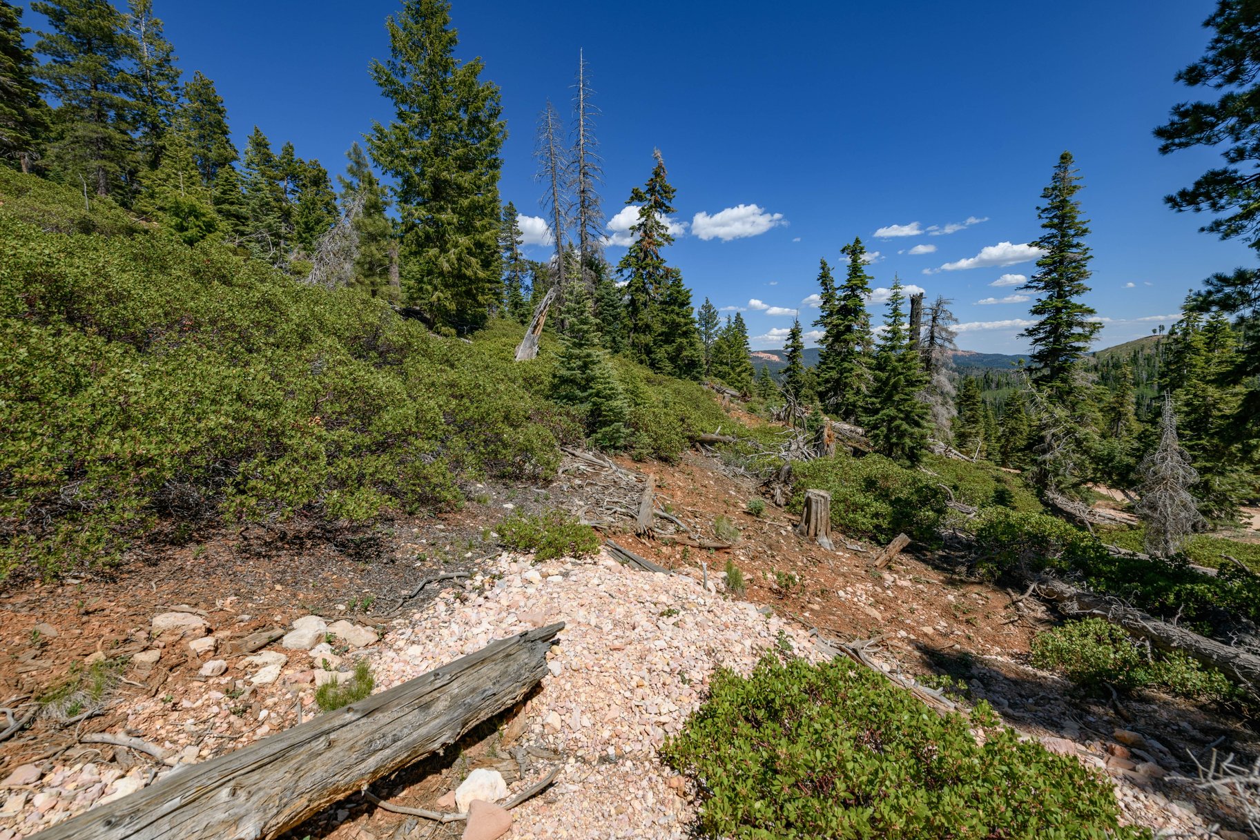  Quiet Mountain Retreat Near Navajo Lake - 物件實景
