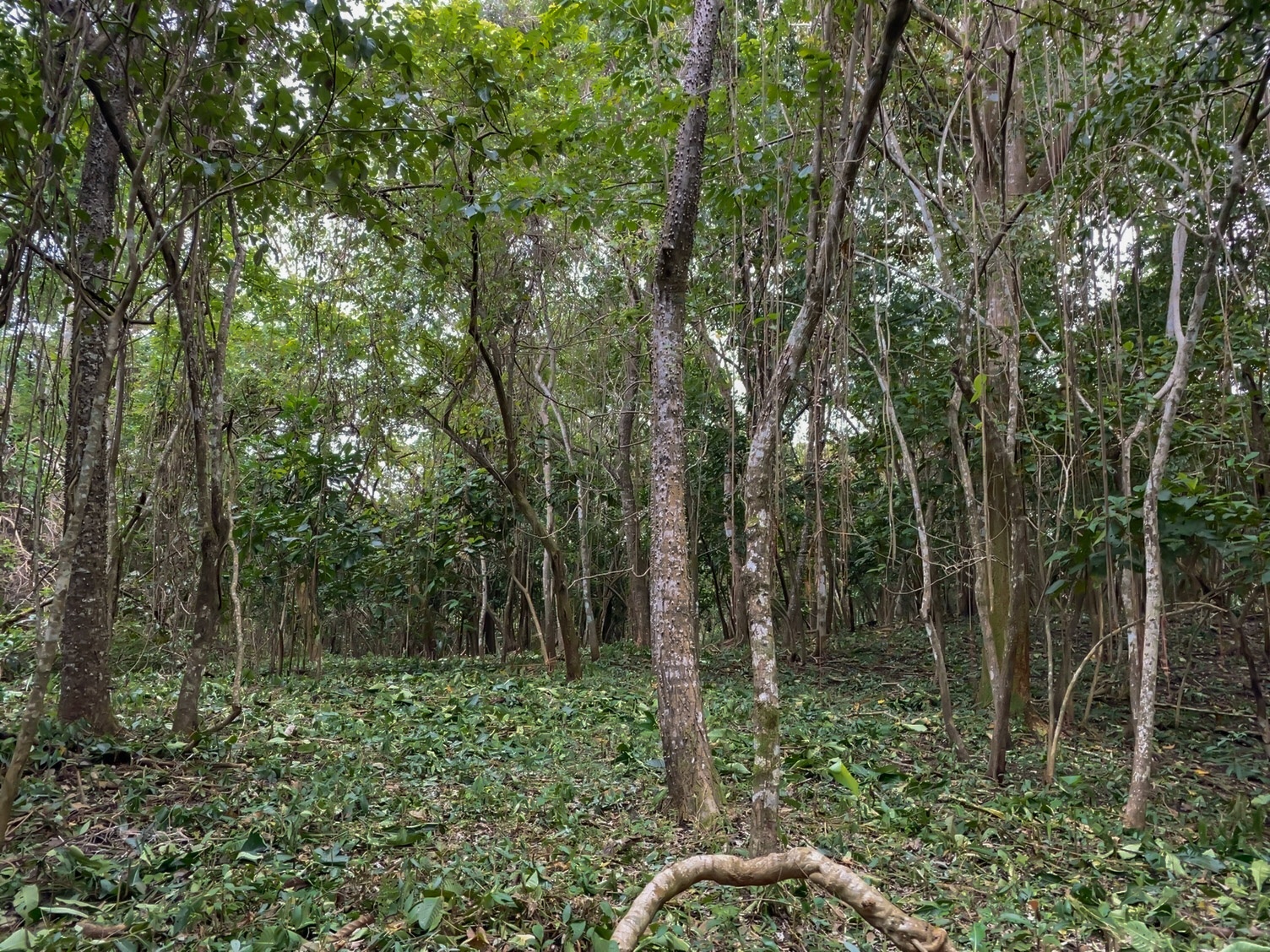 Las Delicias, Delicias, Puntarenas, CR, ,Land,For Sale,Las Delicias,1613556