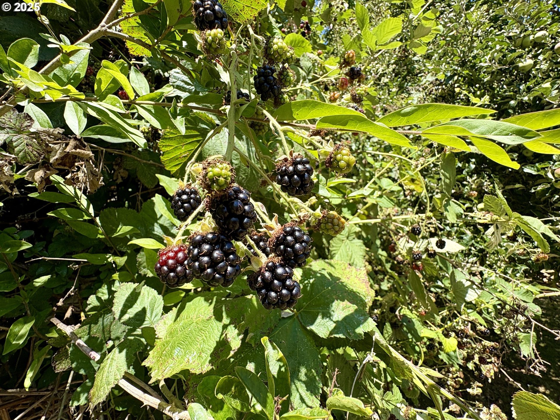Gold Beach, Oregon, 97444, United States, 4 Bedrooms Bedrooms, ,3 BathroomsBathrooms,Residential,For Sale,1978600