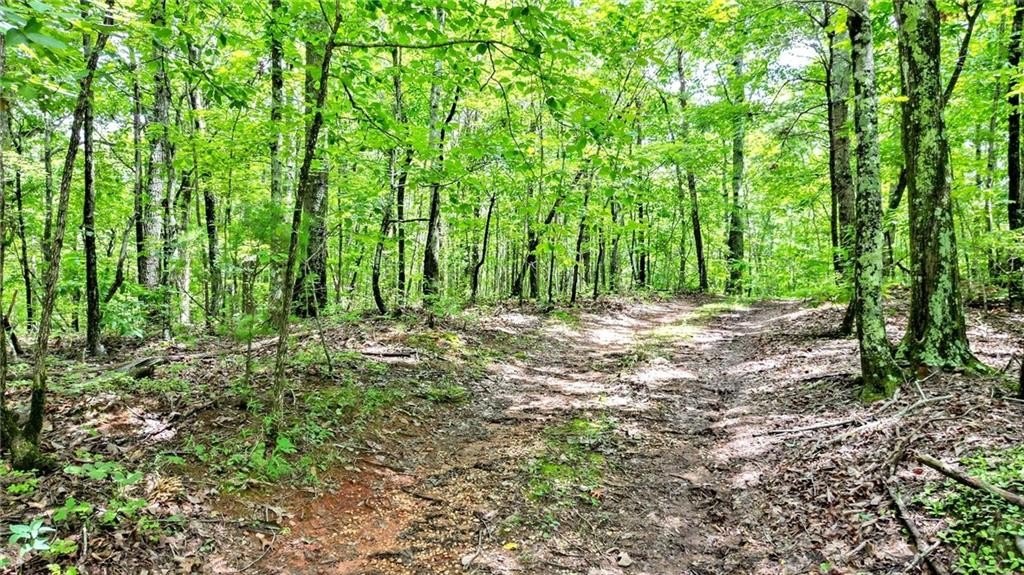 Jasper, Georgia, 30143, United States, ,Land,For Sale,1976881