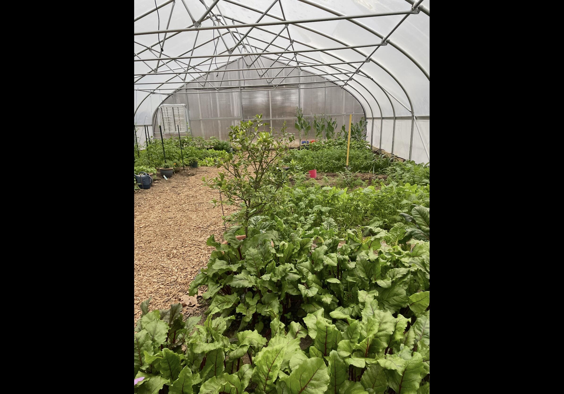 Tracy City, Tennessee, 37387, United States, 3 Bedrooms Bedrooms, ,Residential,For Sale,1979741