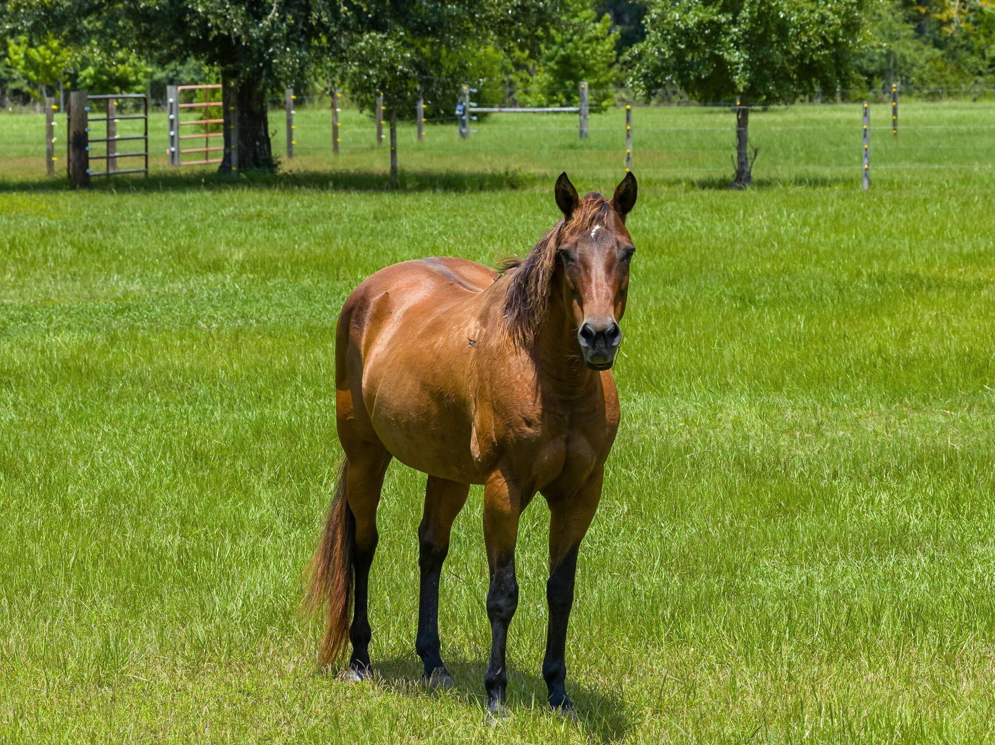 Youngstown, Florida, 32466, United States, 6 Bedrooms Bedrooms, ,6 BathroomsBathrooms,Residential,For Sale,1981831
