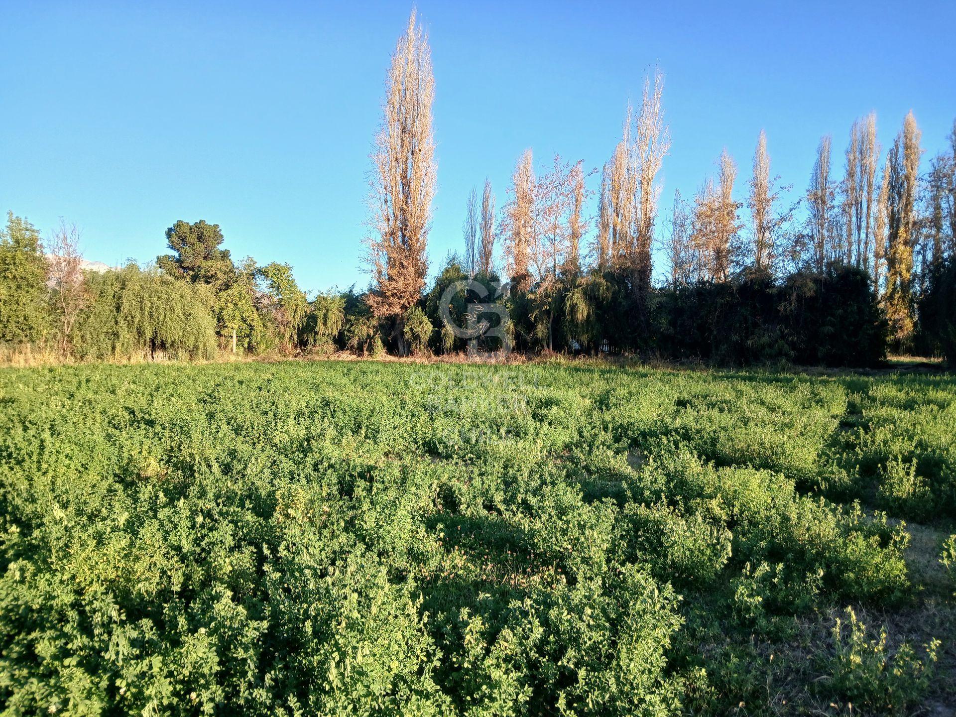 San Esteban, Chile, ,Land,For Sale,1926022
