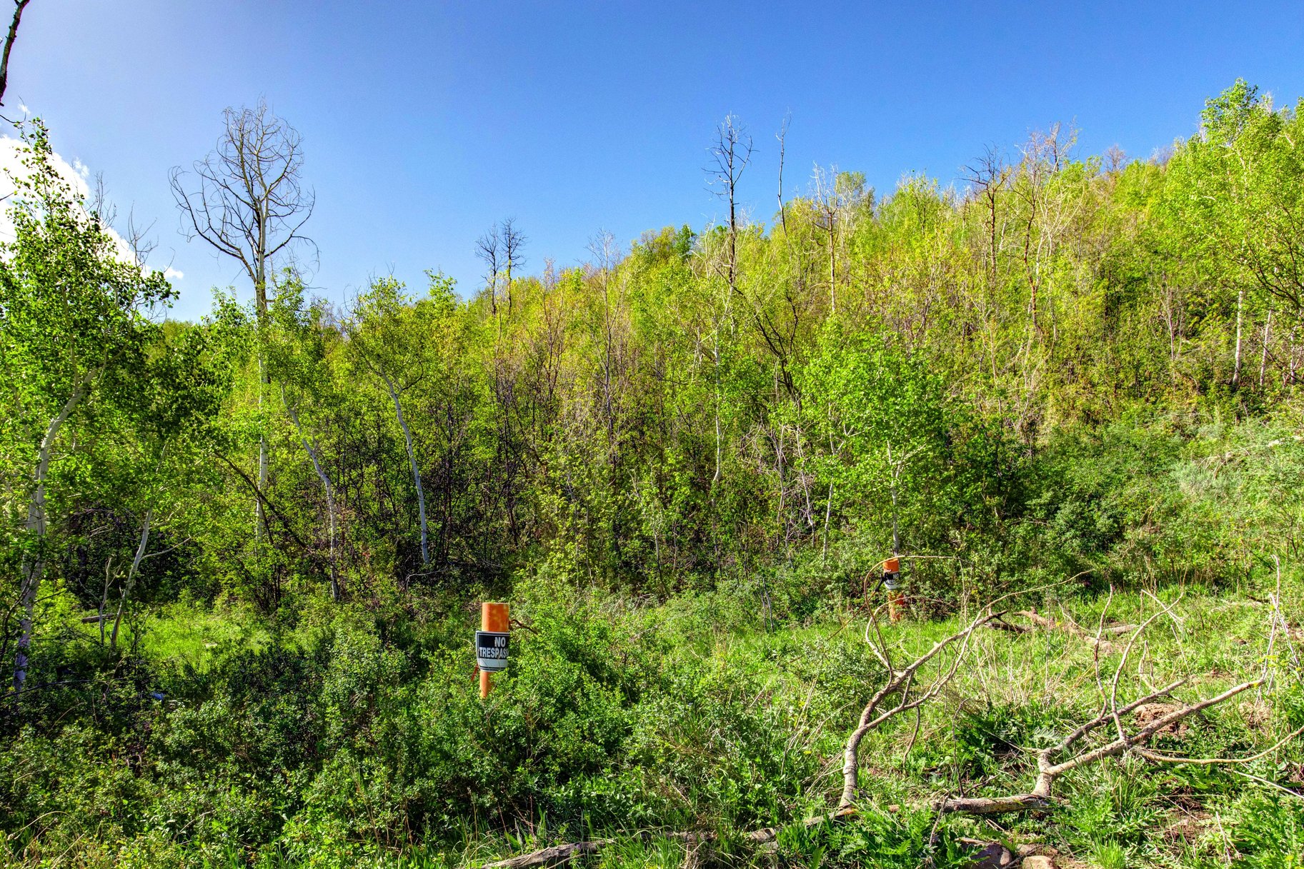  Wooded 5 acres No HOA - 物件實景