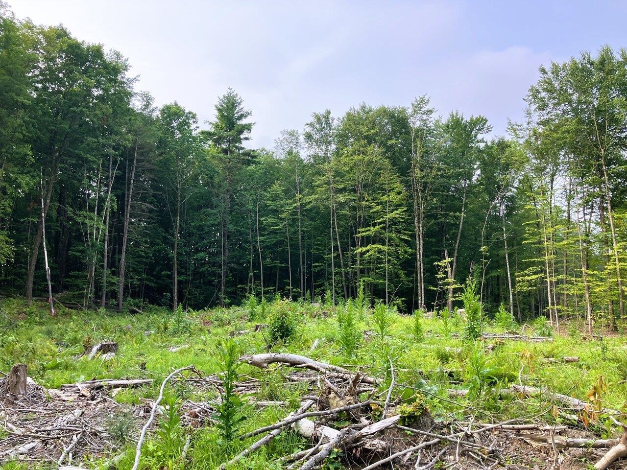 Leicester, Vermont, 05733, United States, ,Land,For Sale,1916983