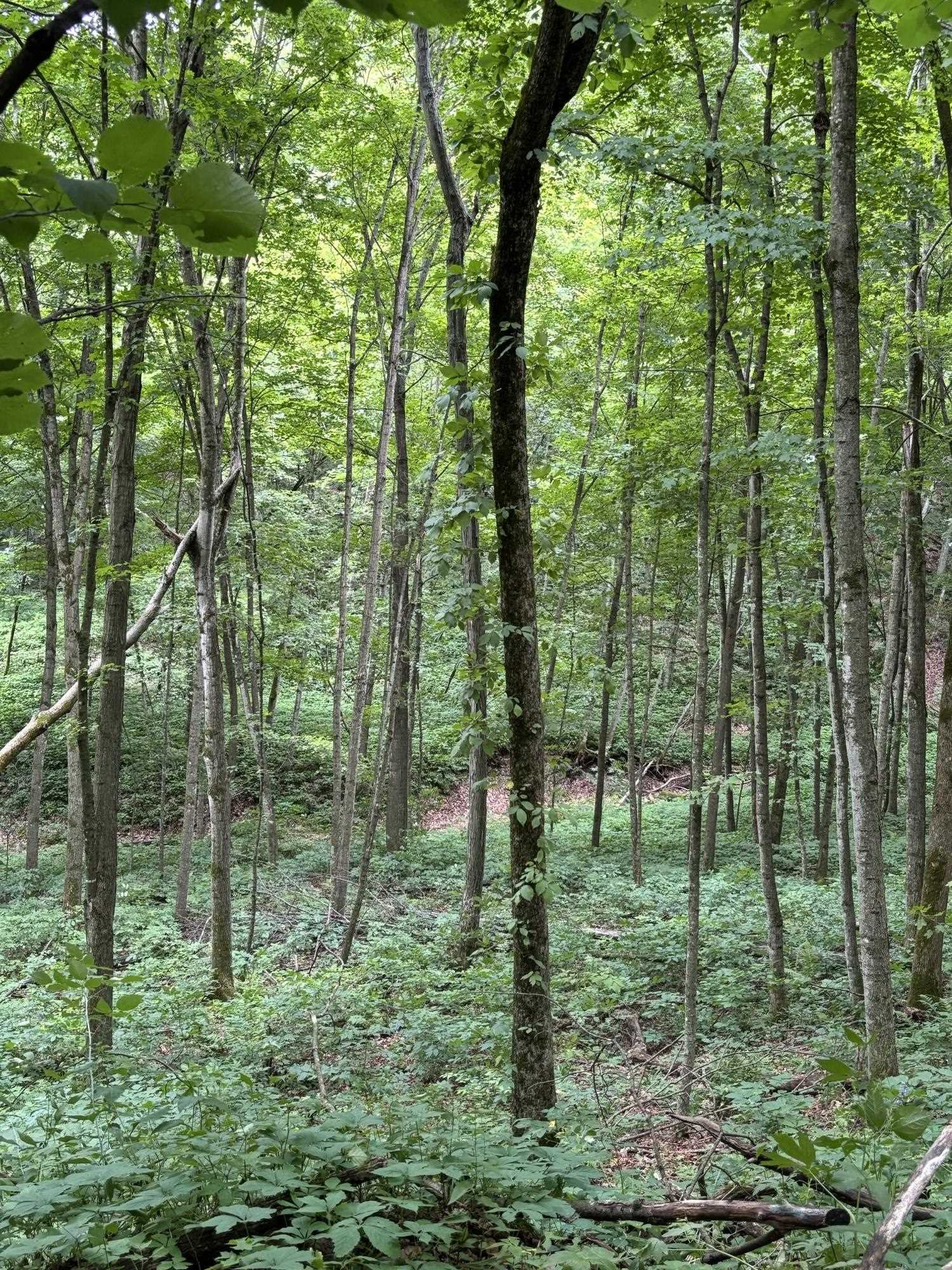 Gays Mills, Wisconsin, 54631, United States, ,Residential,For Sale,1928729