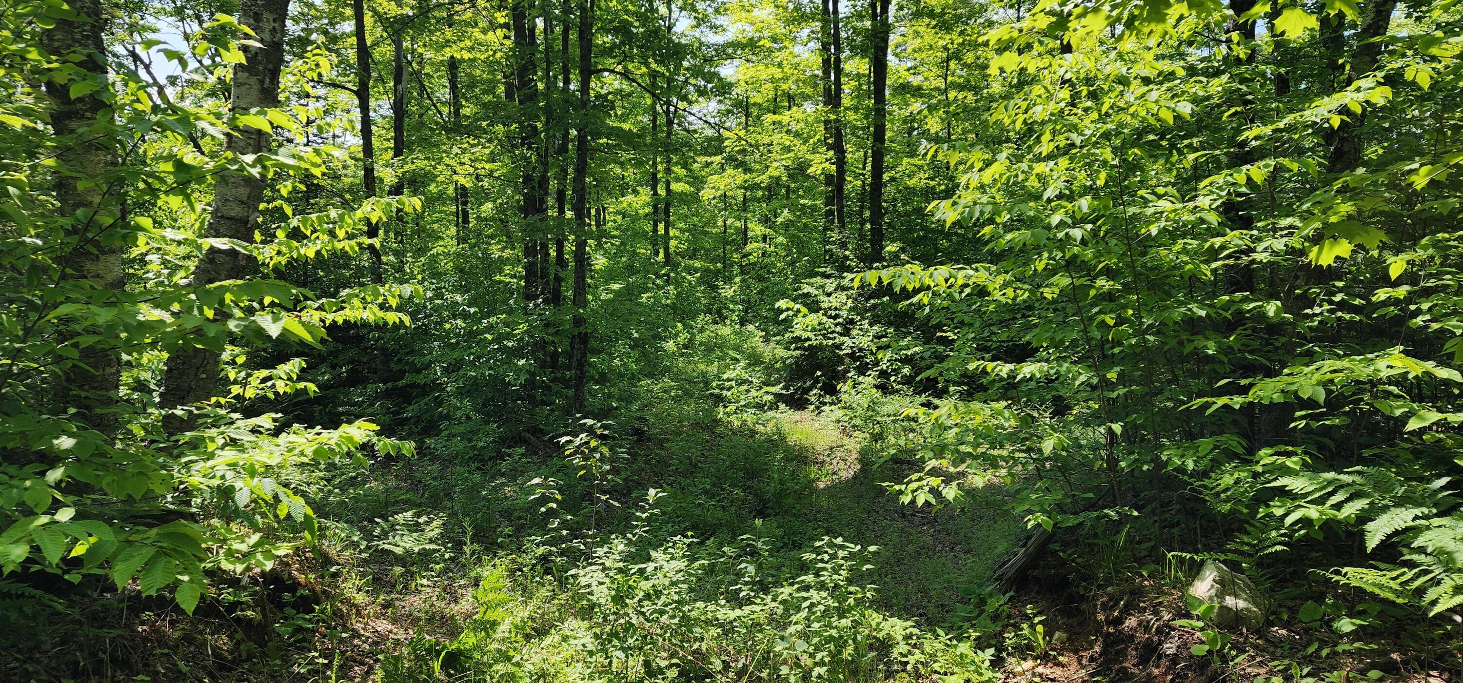 3625 E Simmons Rd RD, Hessel, Michigan, 49745, United States, ,Land,For Sale,3625 E Simmons Rd RD,1619252