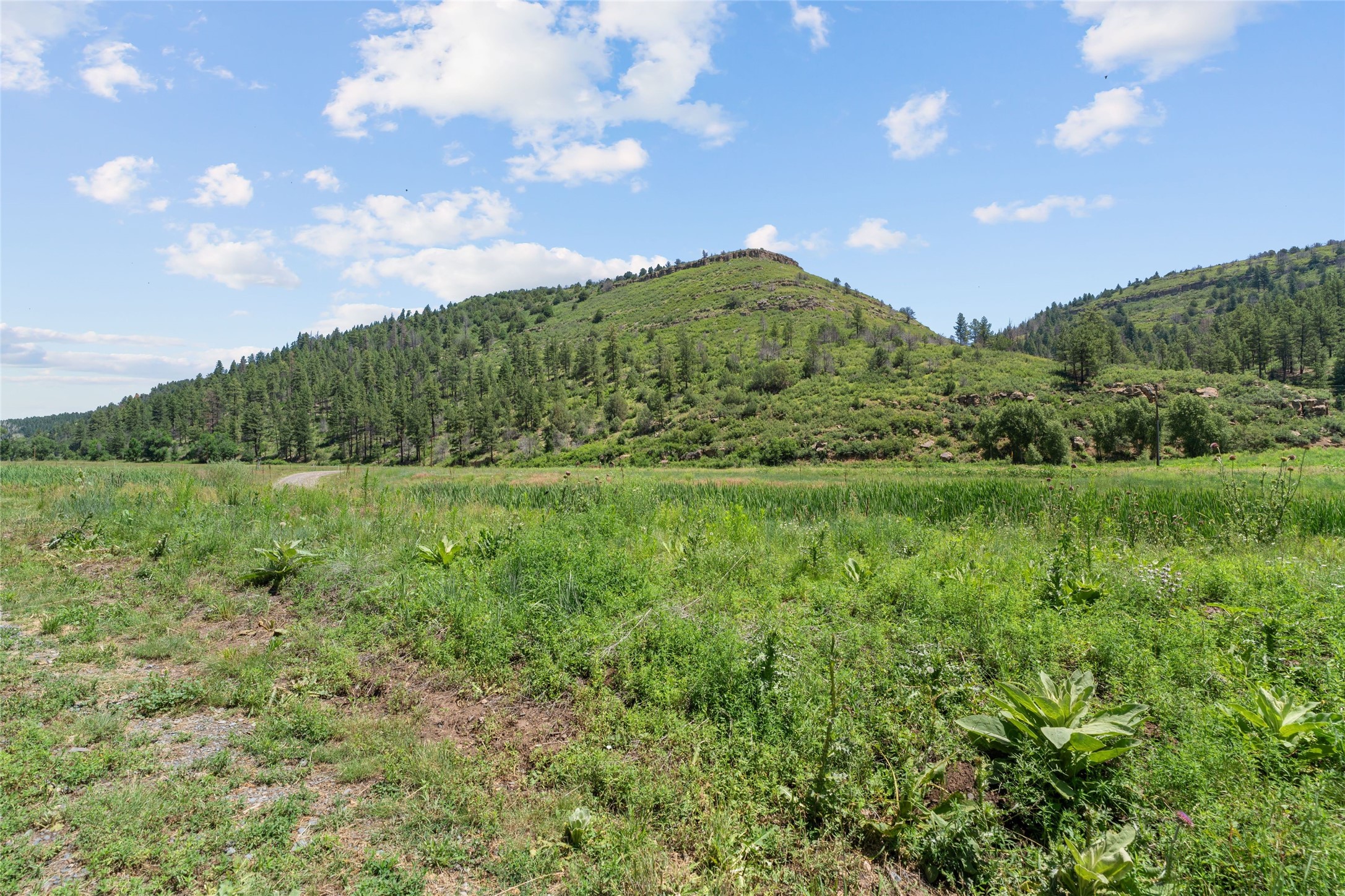  997 New Mexico Highway 65 - Rio de Vega Ranch - 物件實景