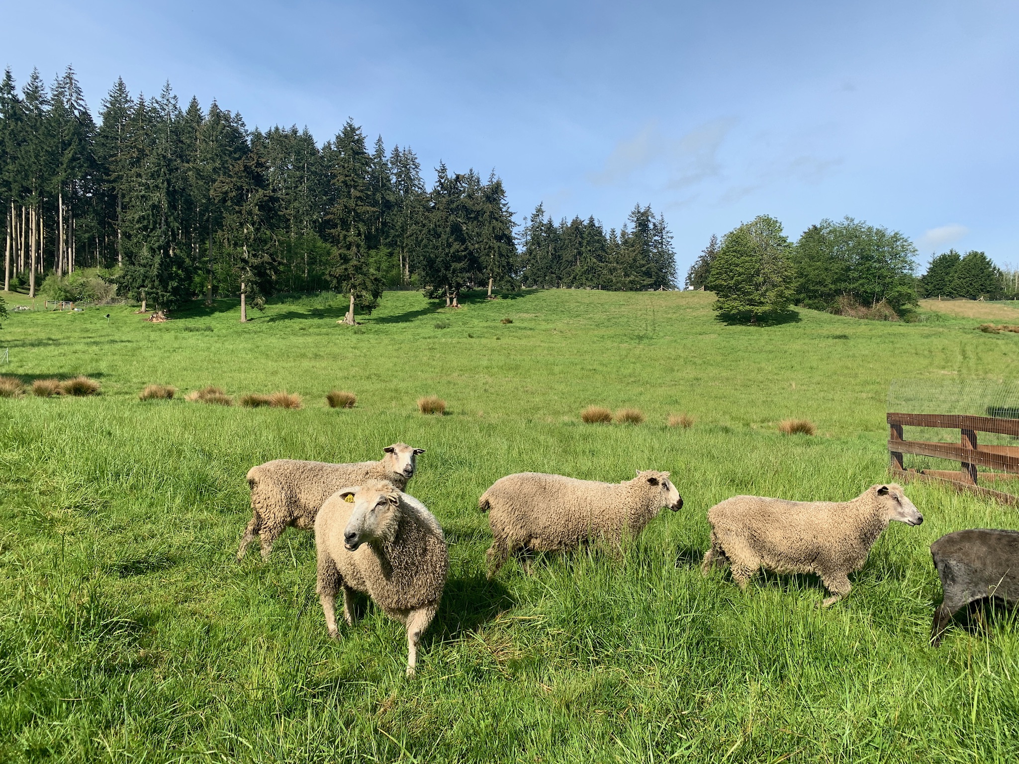  1035 Susan St, Coupeville, WA 98239 - 物件實景