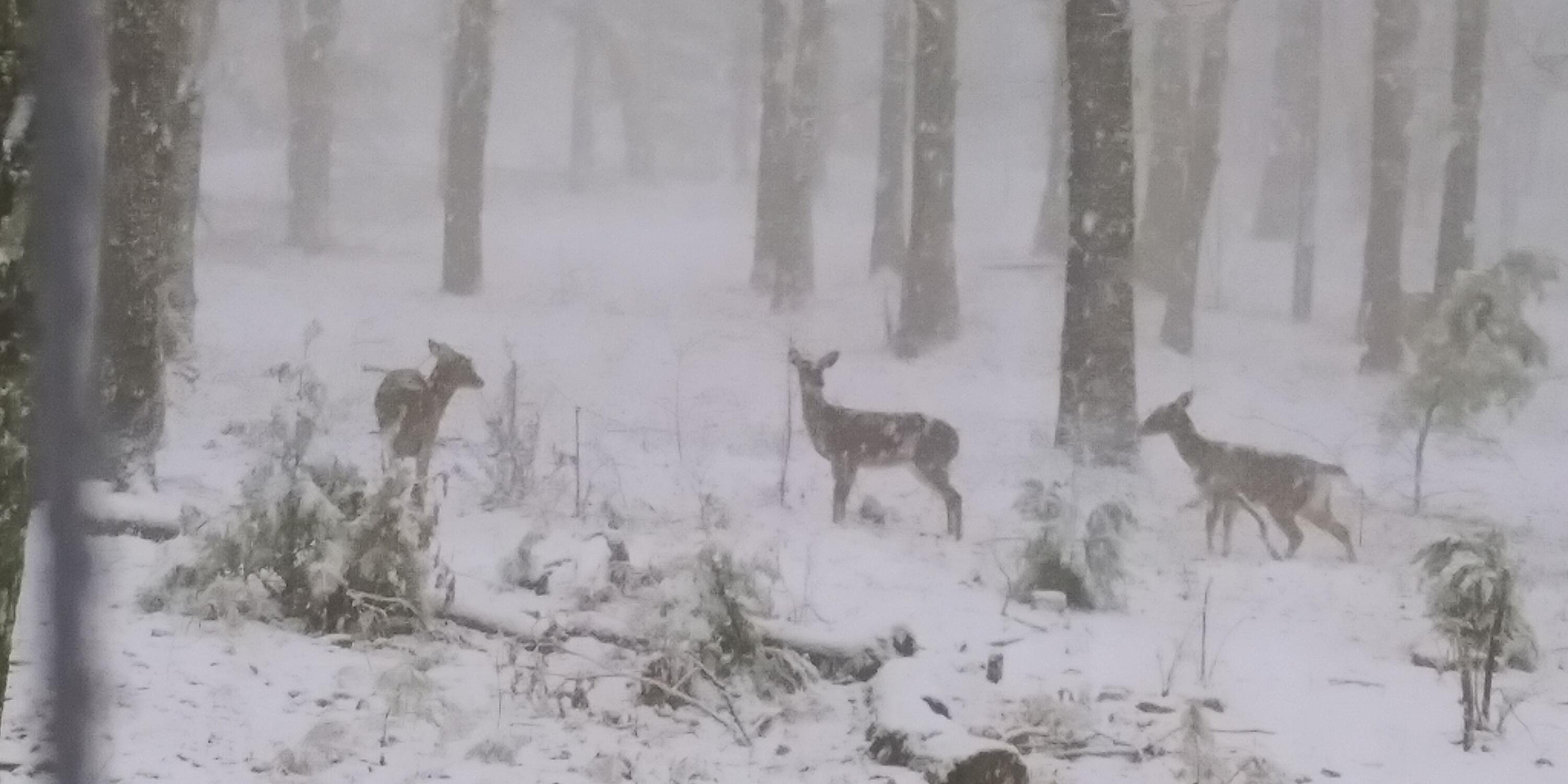 Menlo, Georgia, 30731, United States, 3 Bedrooms Bedrooms, ,2 BathroomsBathrooms,Residential,For Sale,1989931