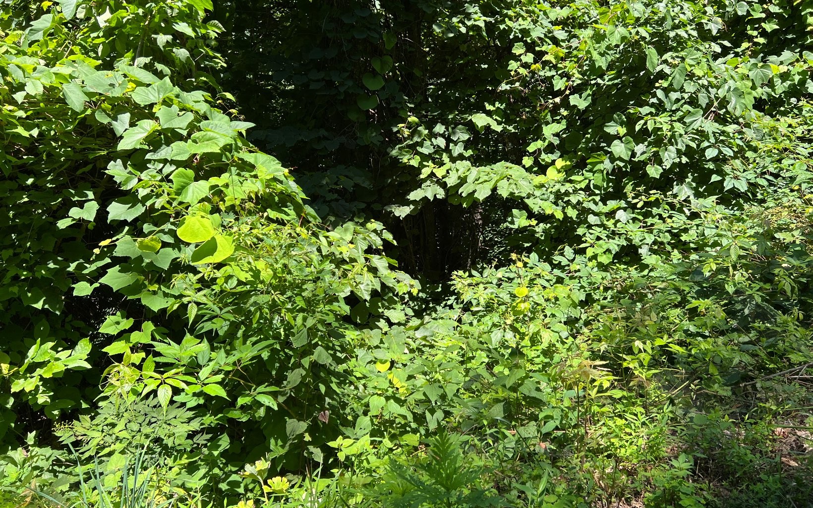 101ac Lori'S Mountain, Hayesville, North Carolina, 28904, United States, ,Residential,For Sale,101ac Lori'S Mountain,1304629