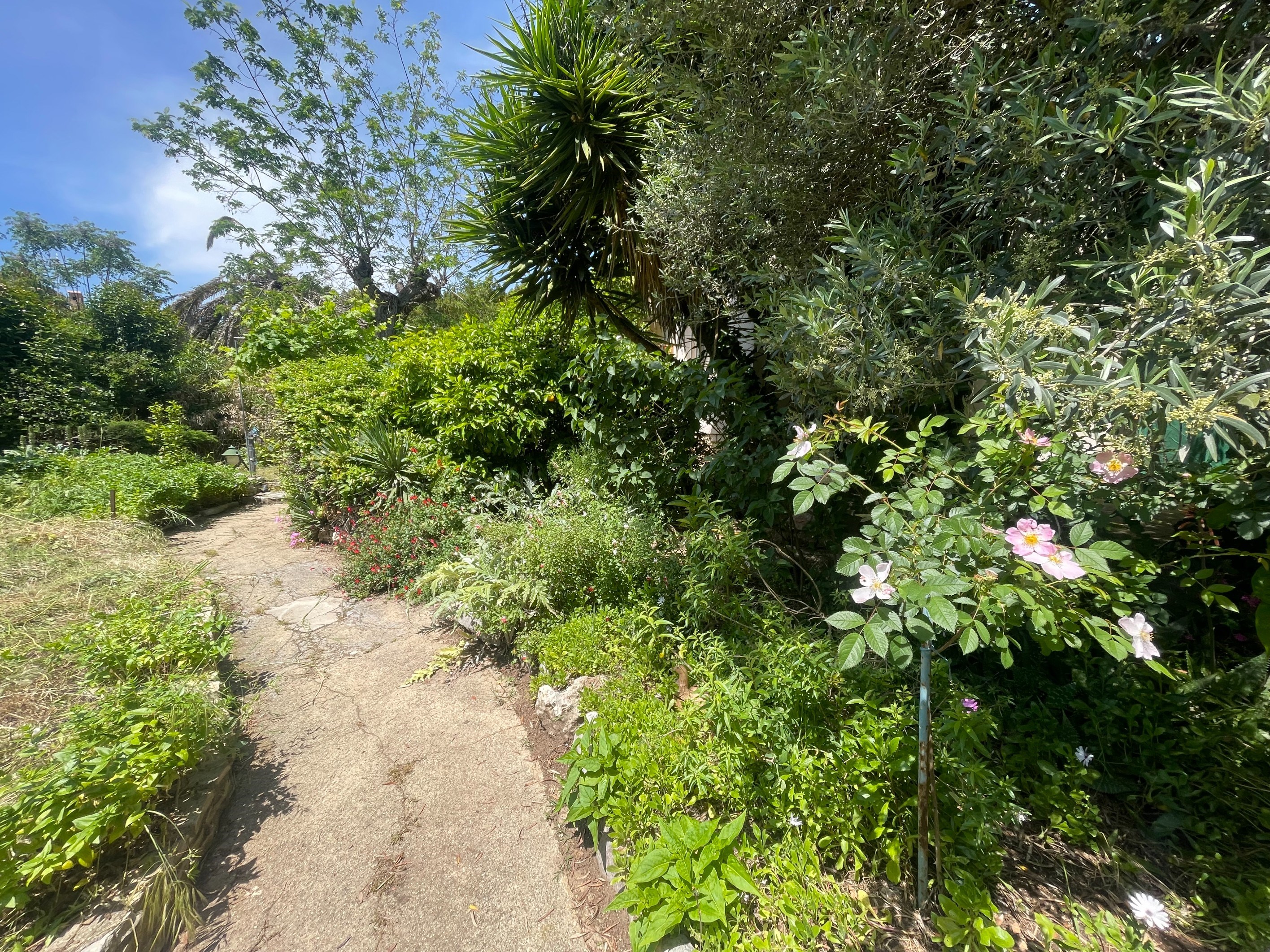  In a green setting on Mont Saint-Clair, house to renovate - 物件實景