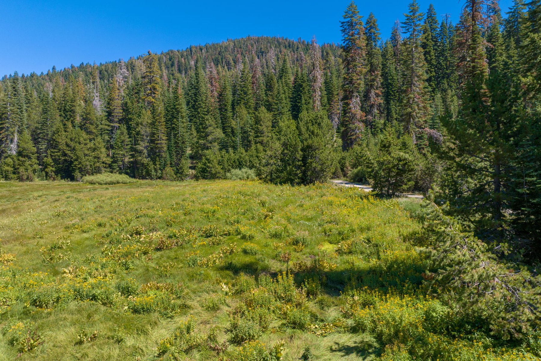 80 Acres of Pristine Land in the Middle of Plumas Eureka State Park - 物件實景