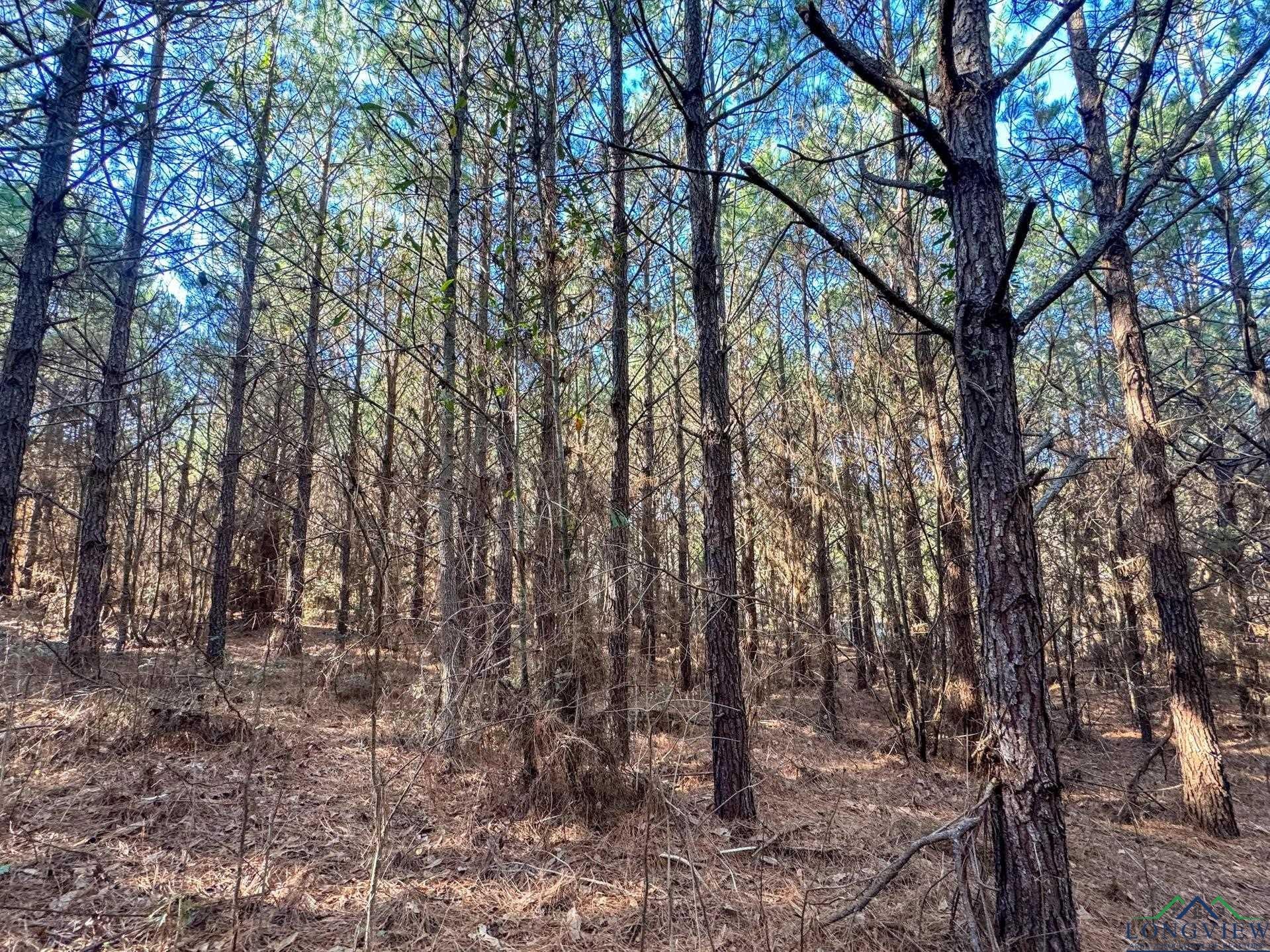 Linden, Texas, 75563, United States, ,Land,For Sale,2005293