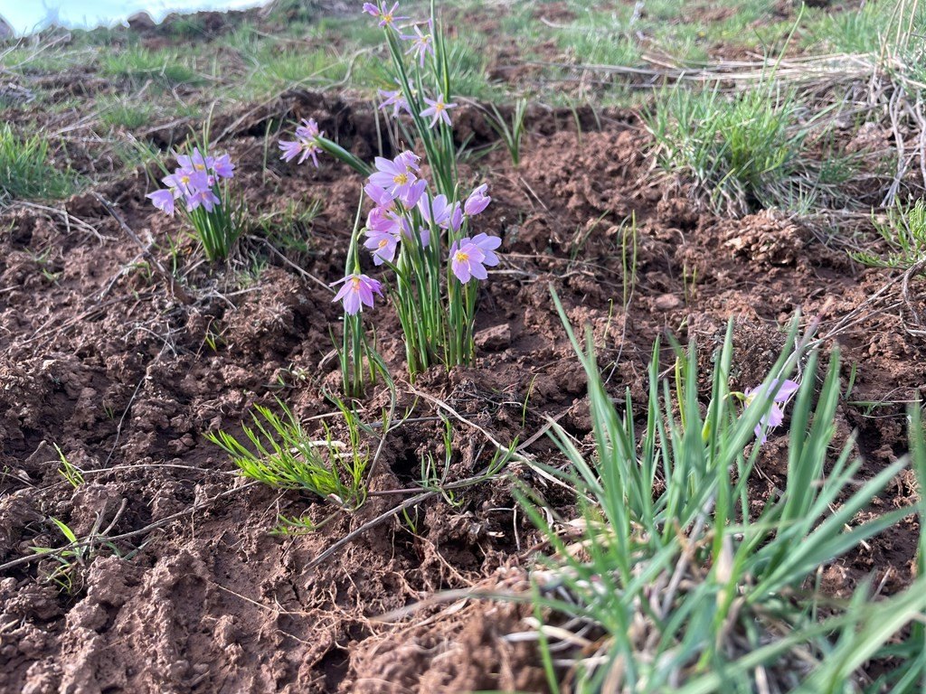 Council, Idaho, 83612, United States, ,Residential,For Sale,1980255