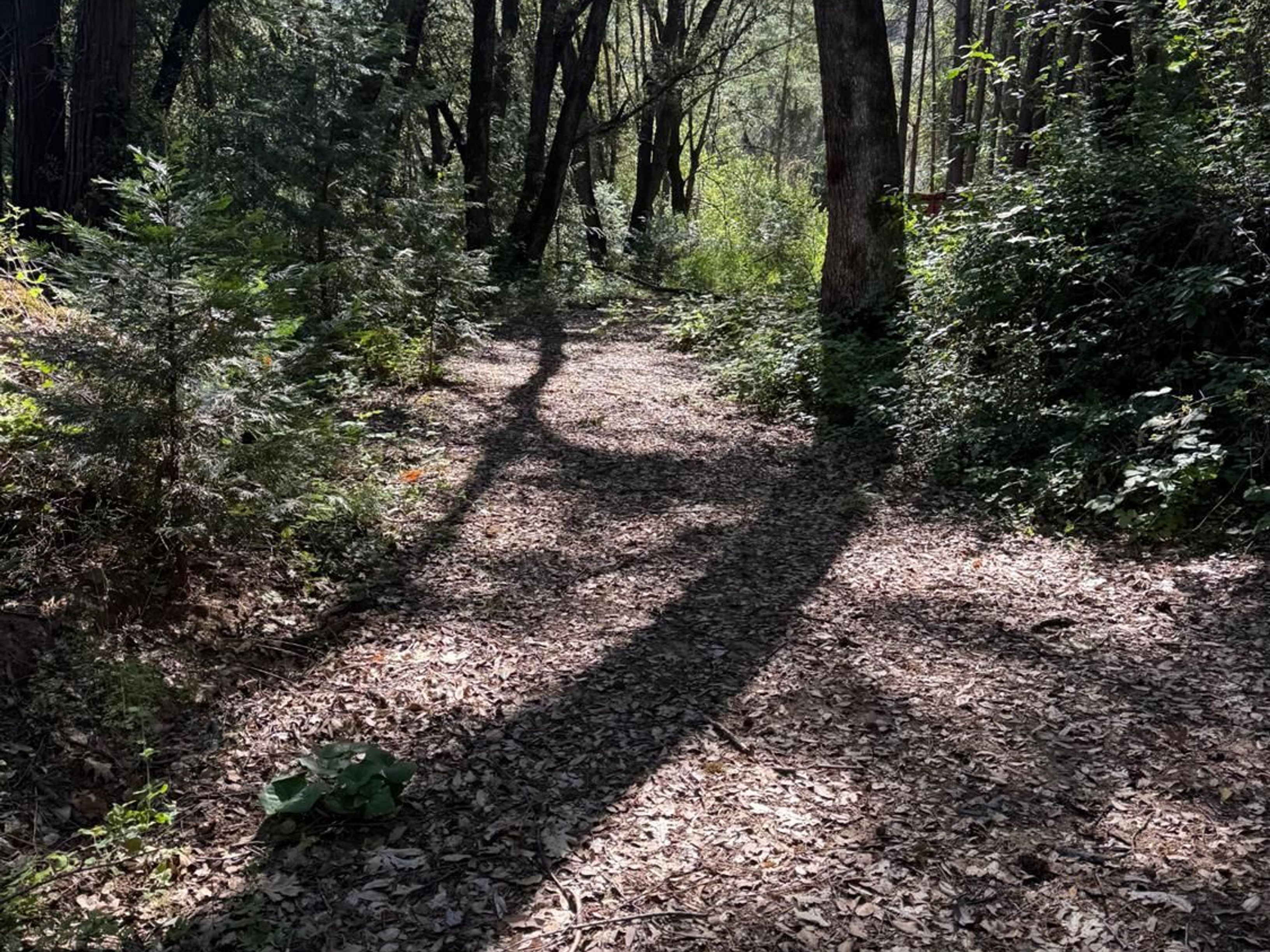  0 Old Country Road, West Point, CA 95255 - 物件實景