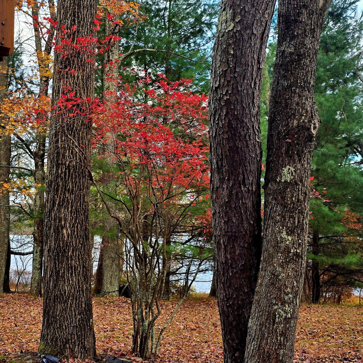 Forestburgh, New York, 12777, United States, 3 Bedrooms Bedrooms, ,2 BathroomsBathrooms,Residential,For Sale,1990436