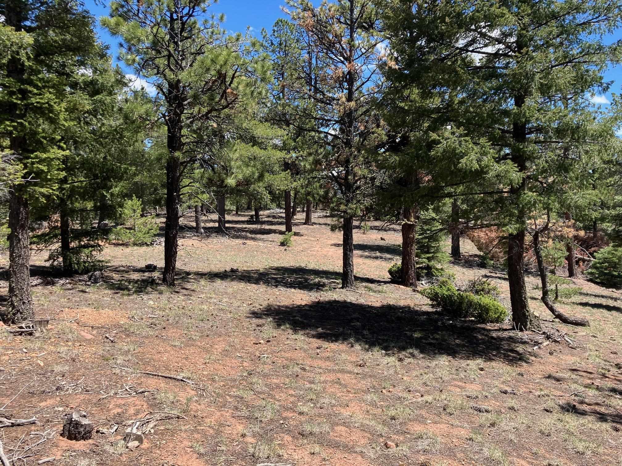 Eagle Nest, New Mexico, 87718, United States, ,Land,For Sale,1752253