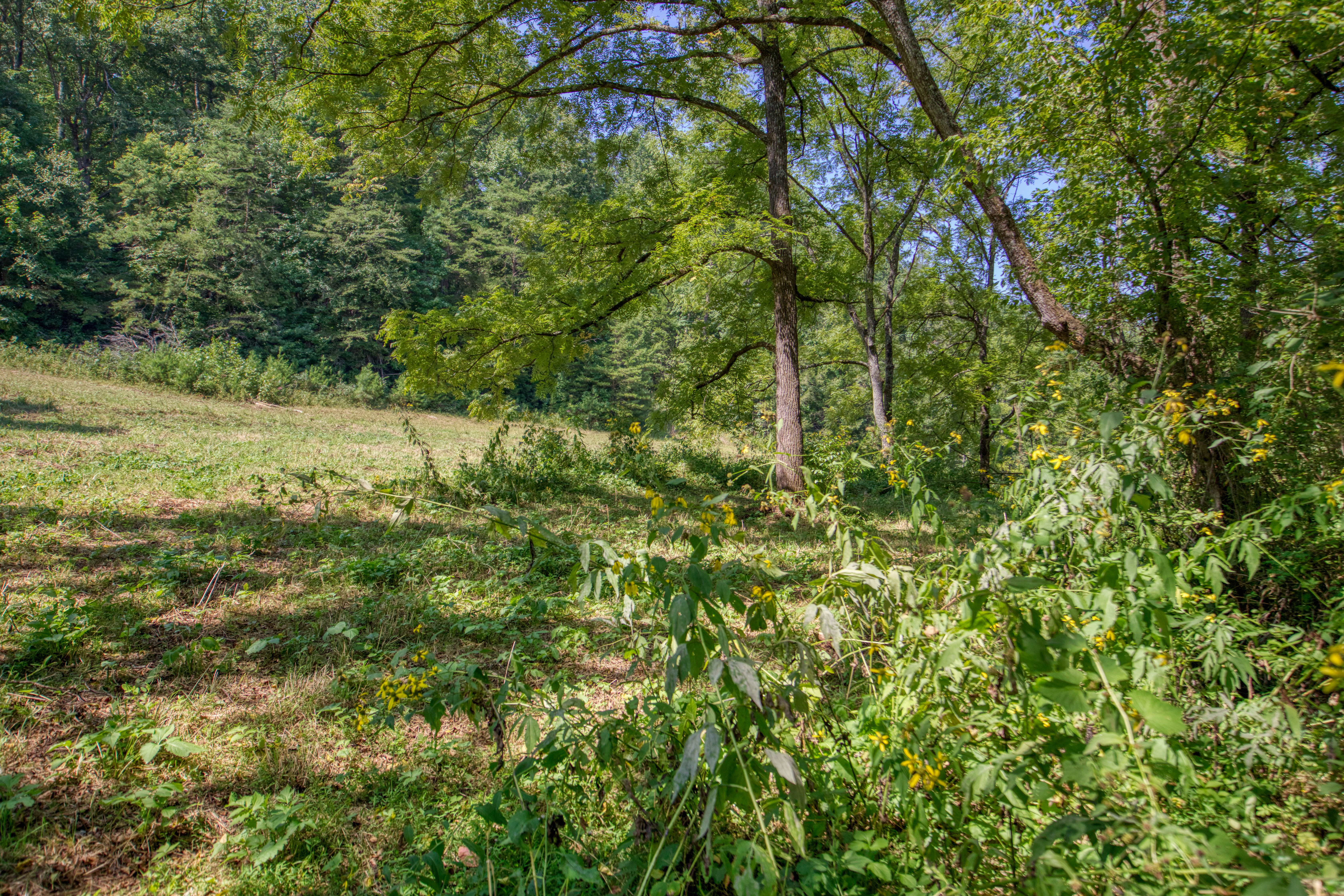  Belcher Loop, Tellico Plains, TN 37385 - 物件實景
