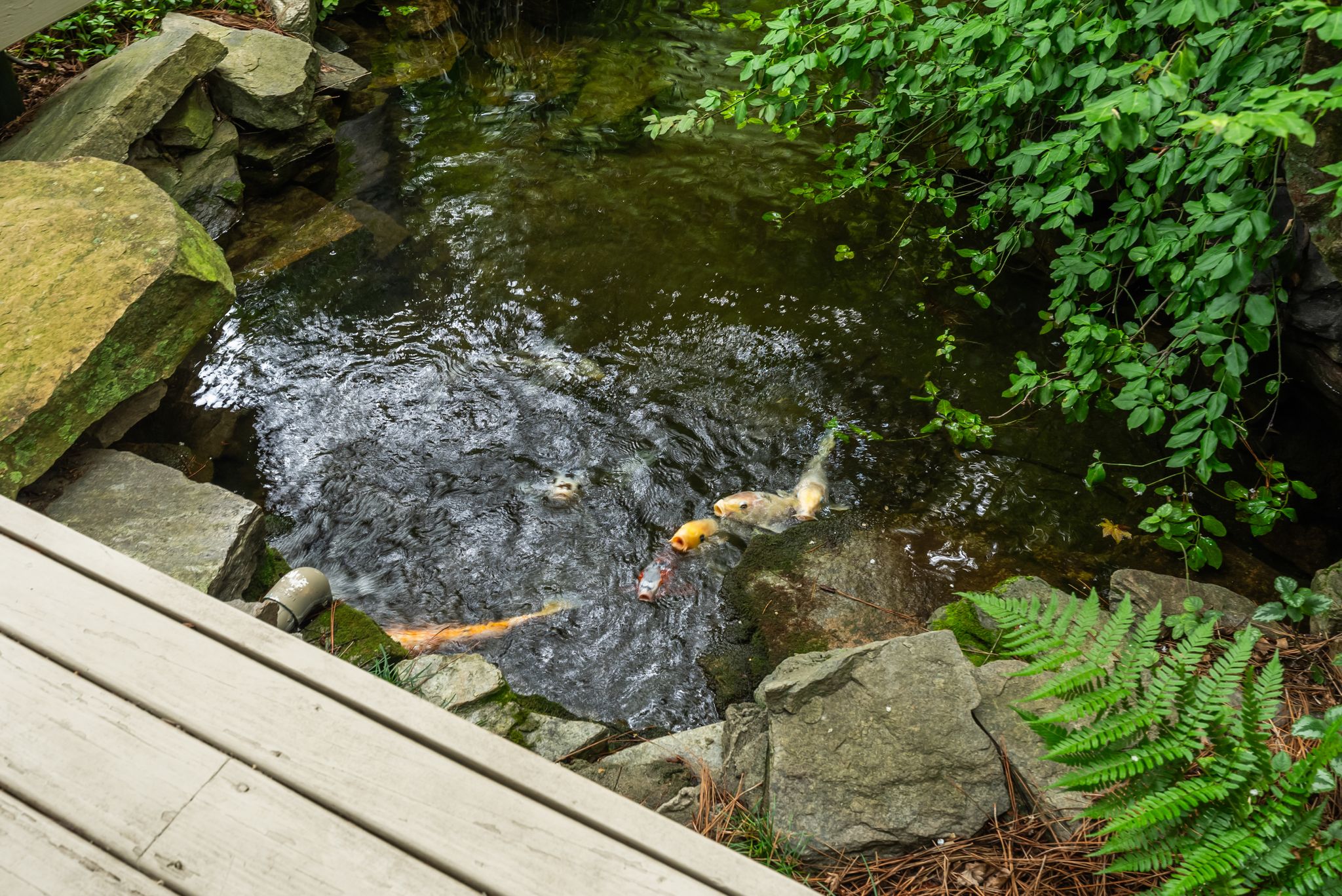  110 Huckleberry Ridge, Greenville, SC 29609 - 物件實景