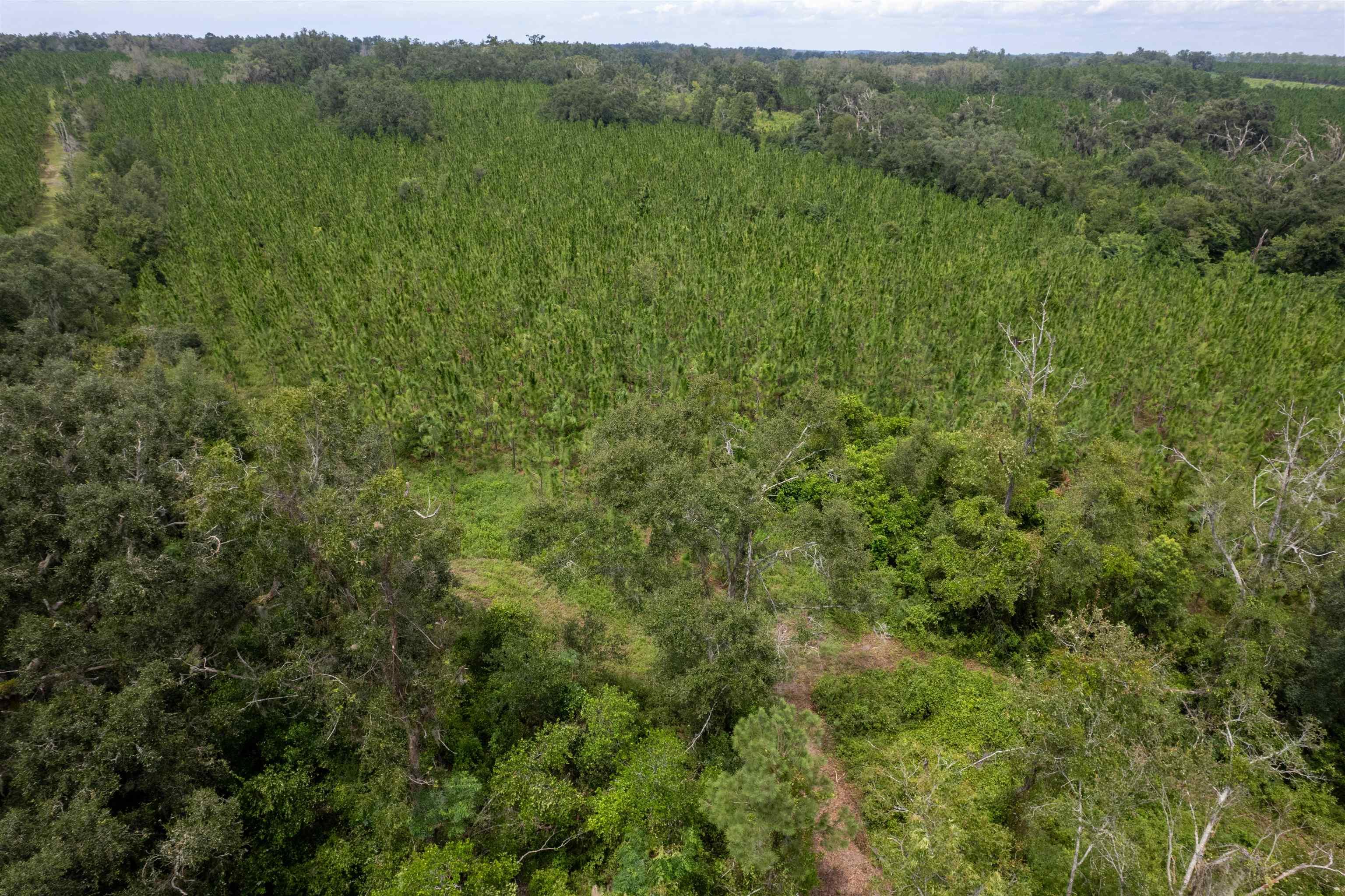 xxx Ne Geranium Street, Madison, Florida, 32340, United States, ,Land,For Sale,xxx Ne Geranium Street,1671968