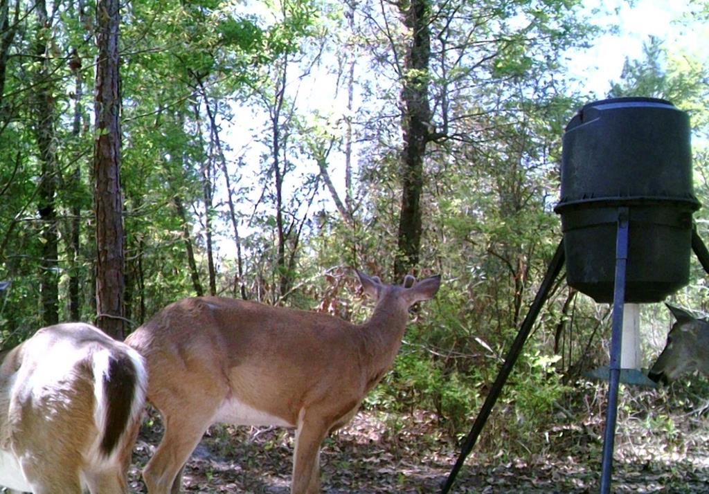 Valdosta, Georgia, 31601, United States, 4 Bedrooms Bedrooms, ,3 BathroomsBathrooms,Residential,For Sale,2005442