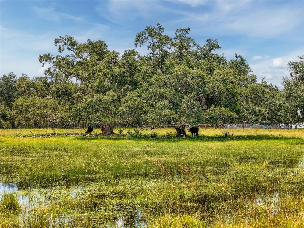 Myakka City, Florida, 34251, United States, ,Land,For Sale,1908306