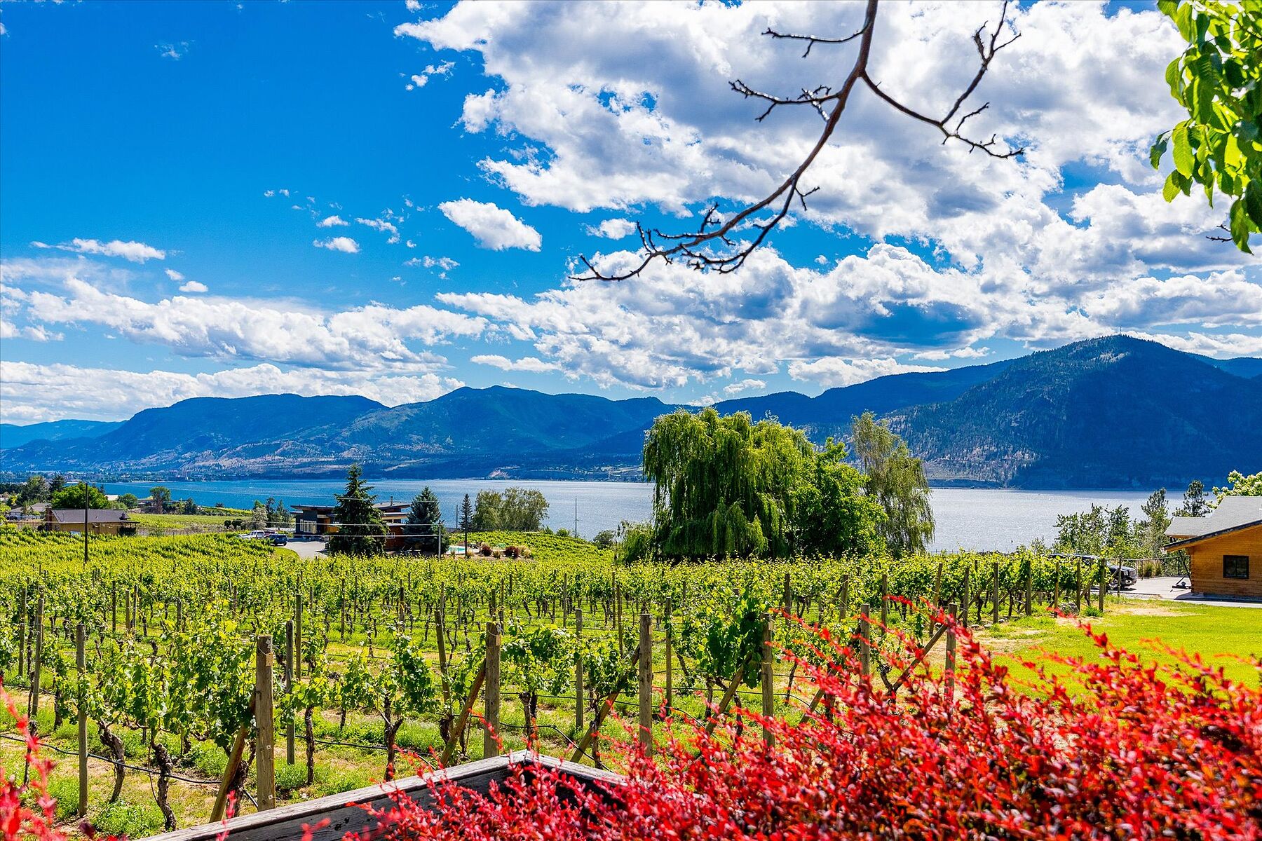 Multiple Homes on a Vineyard - 物件實景