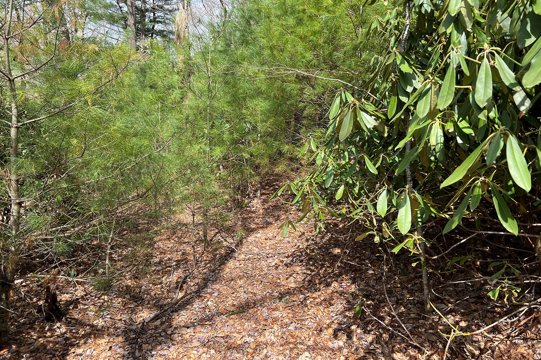  CRAIGS FOREST - BLOWING ROCK - 物件實景