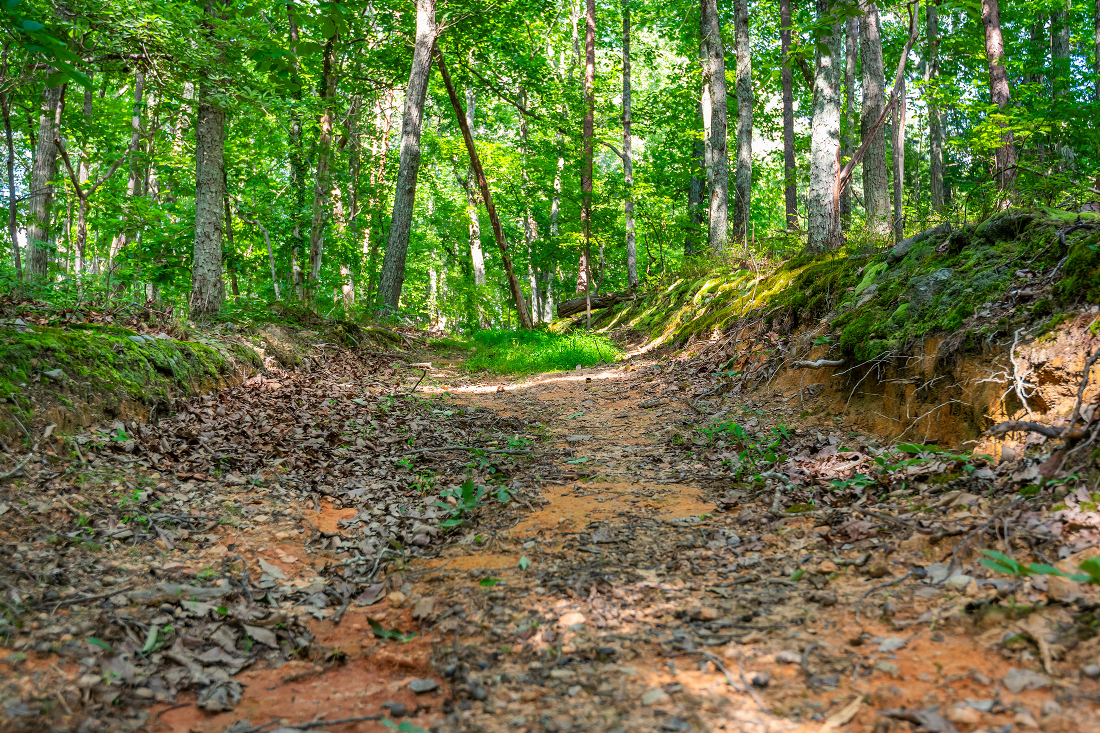  Extraordinary 11.48-Acre Estate in the Heart of East Cobb - 物件實景