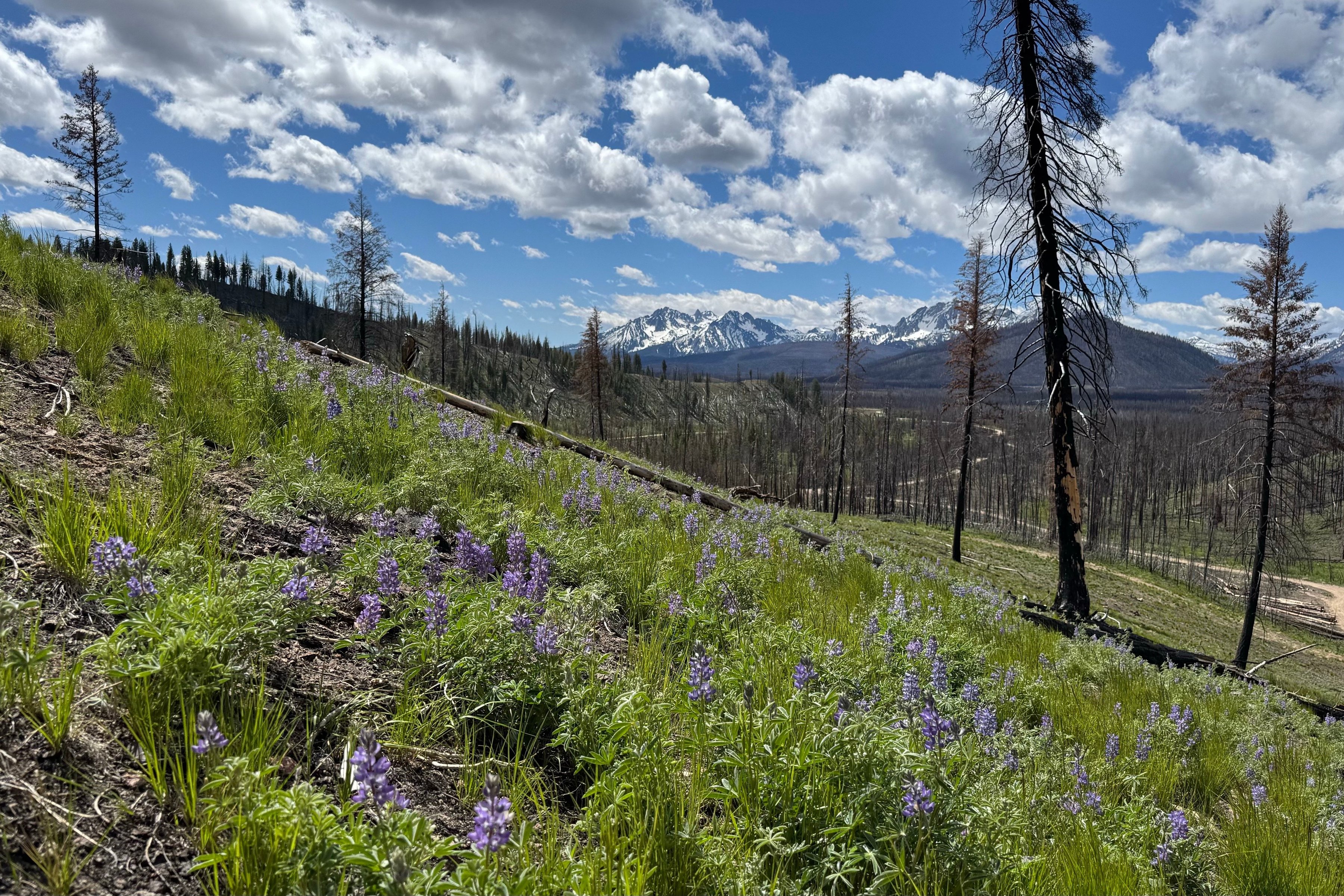  Rare Sawtooth Basin Homesite Near Stanley - 物件實景