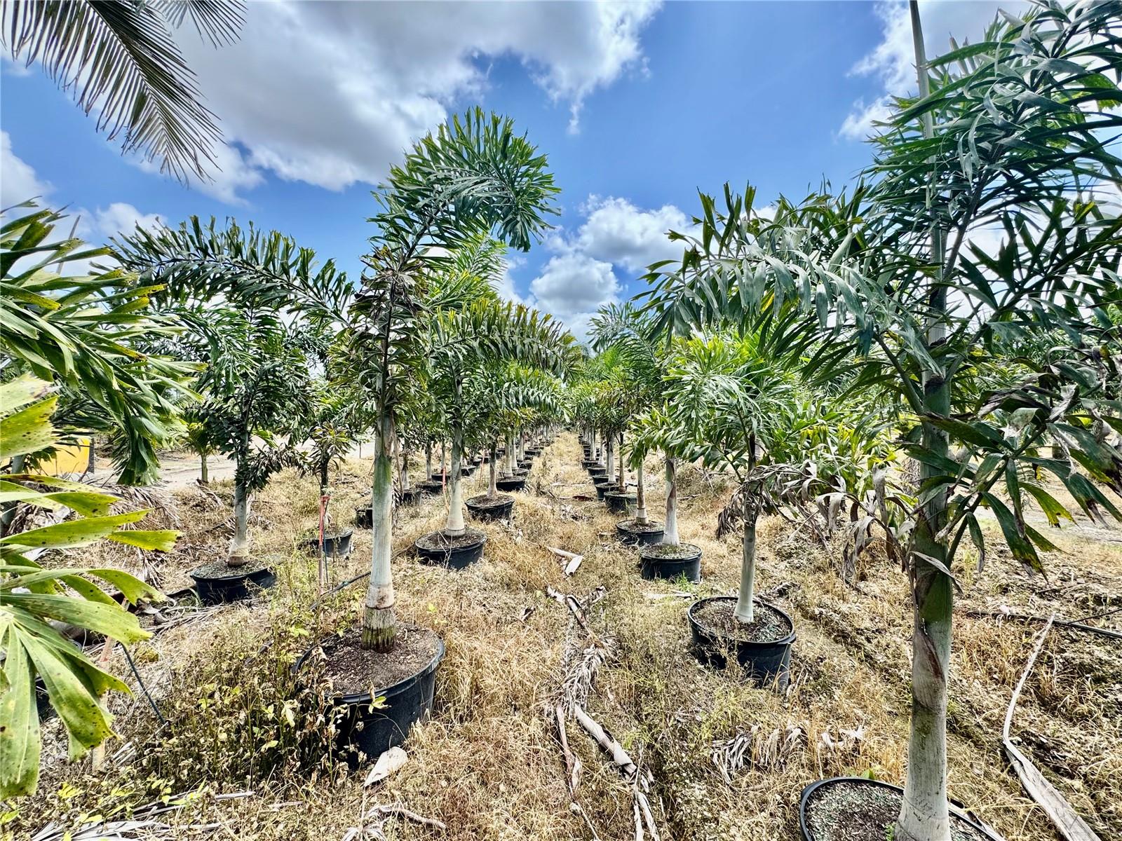 Homestead, Florida, 33034, United States, ,Land,For Sale,1985772