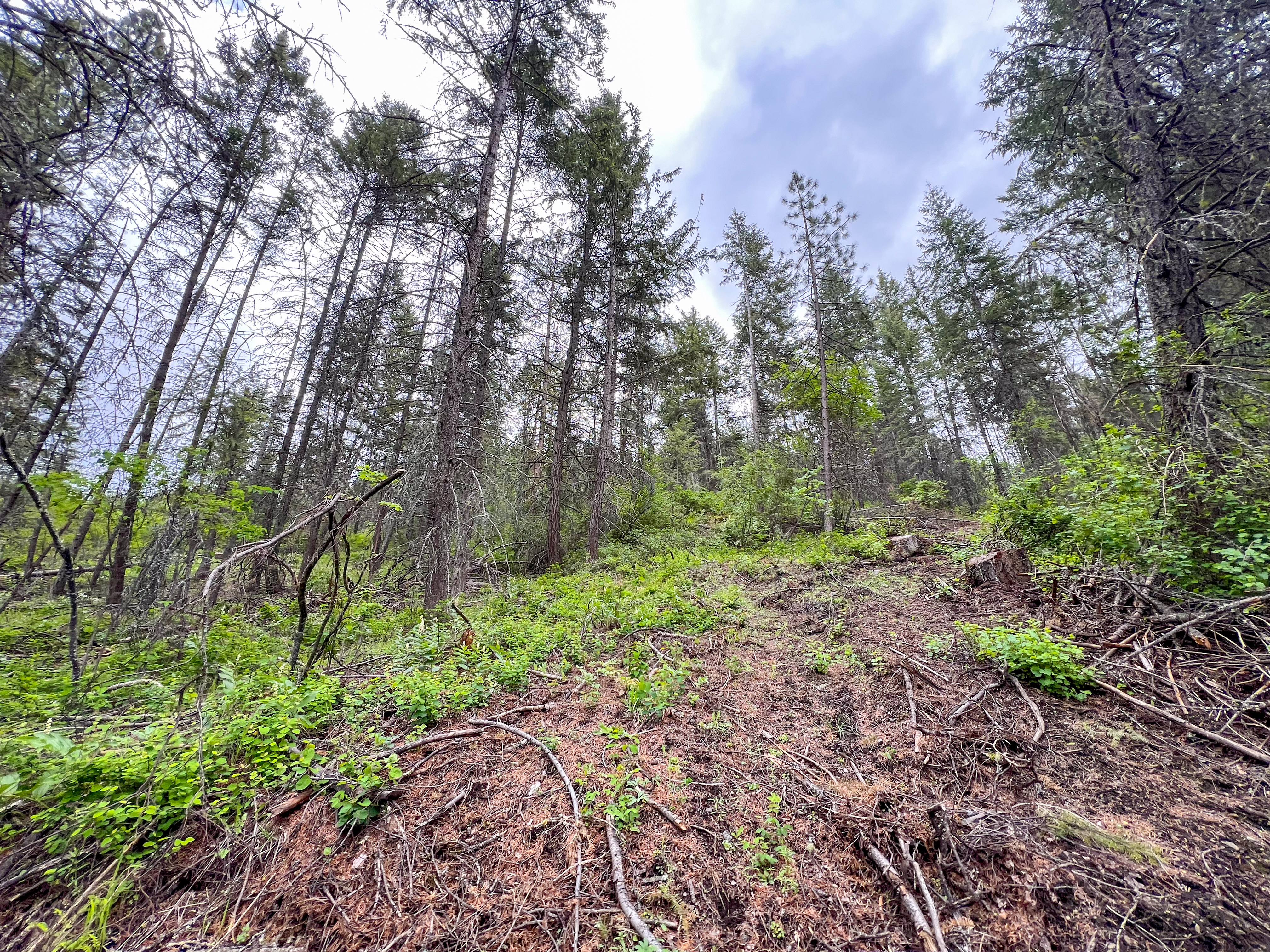 Kettle Falls, Washington, 99141, United States, 3 Bedrooms Bedrooms, ,2 BathroomsBathrooms,Residential,For Sale,1985709