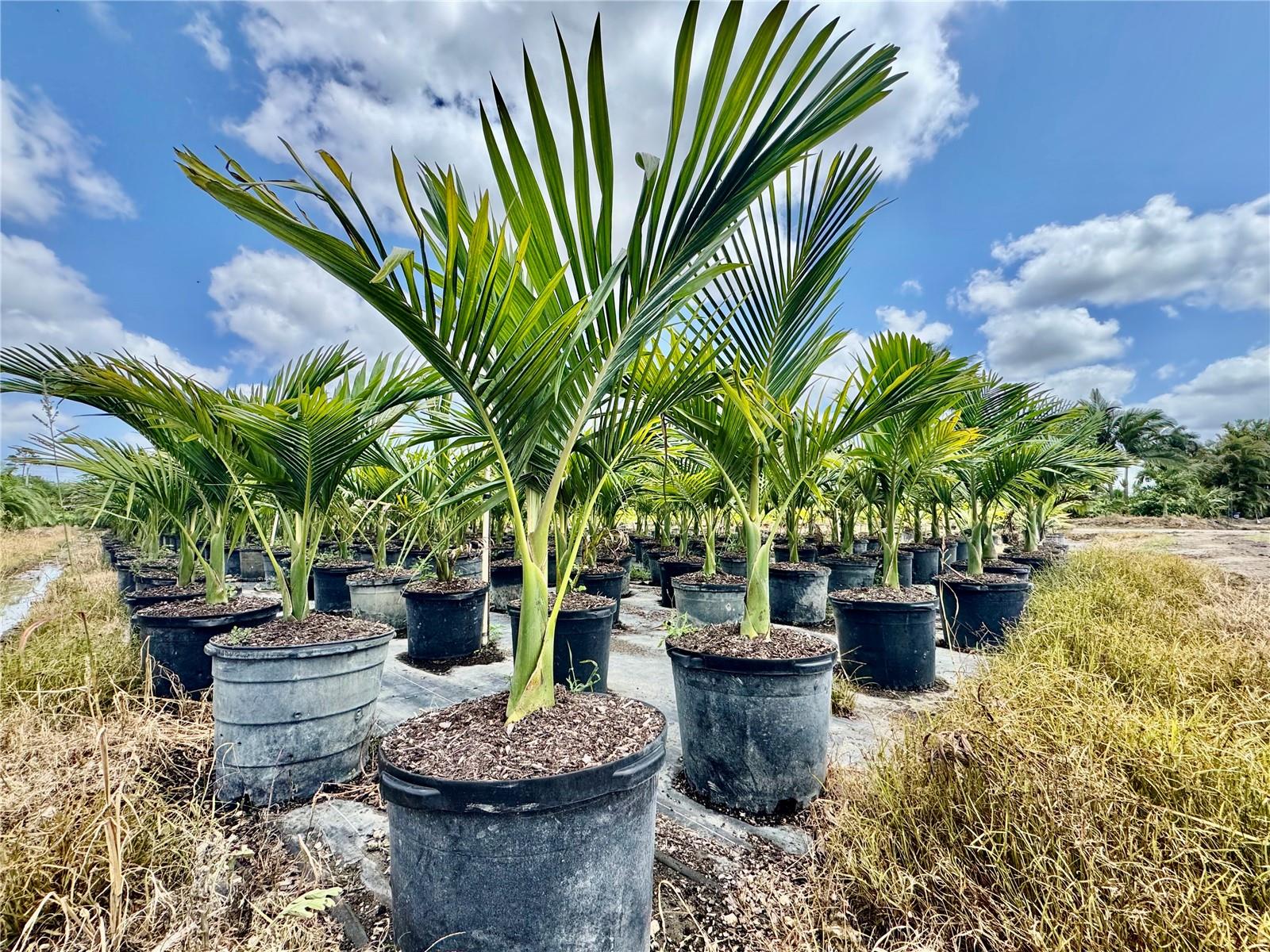 Homestead, Florida, 33034, United States, ,Land,For Sale,1985772