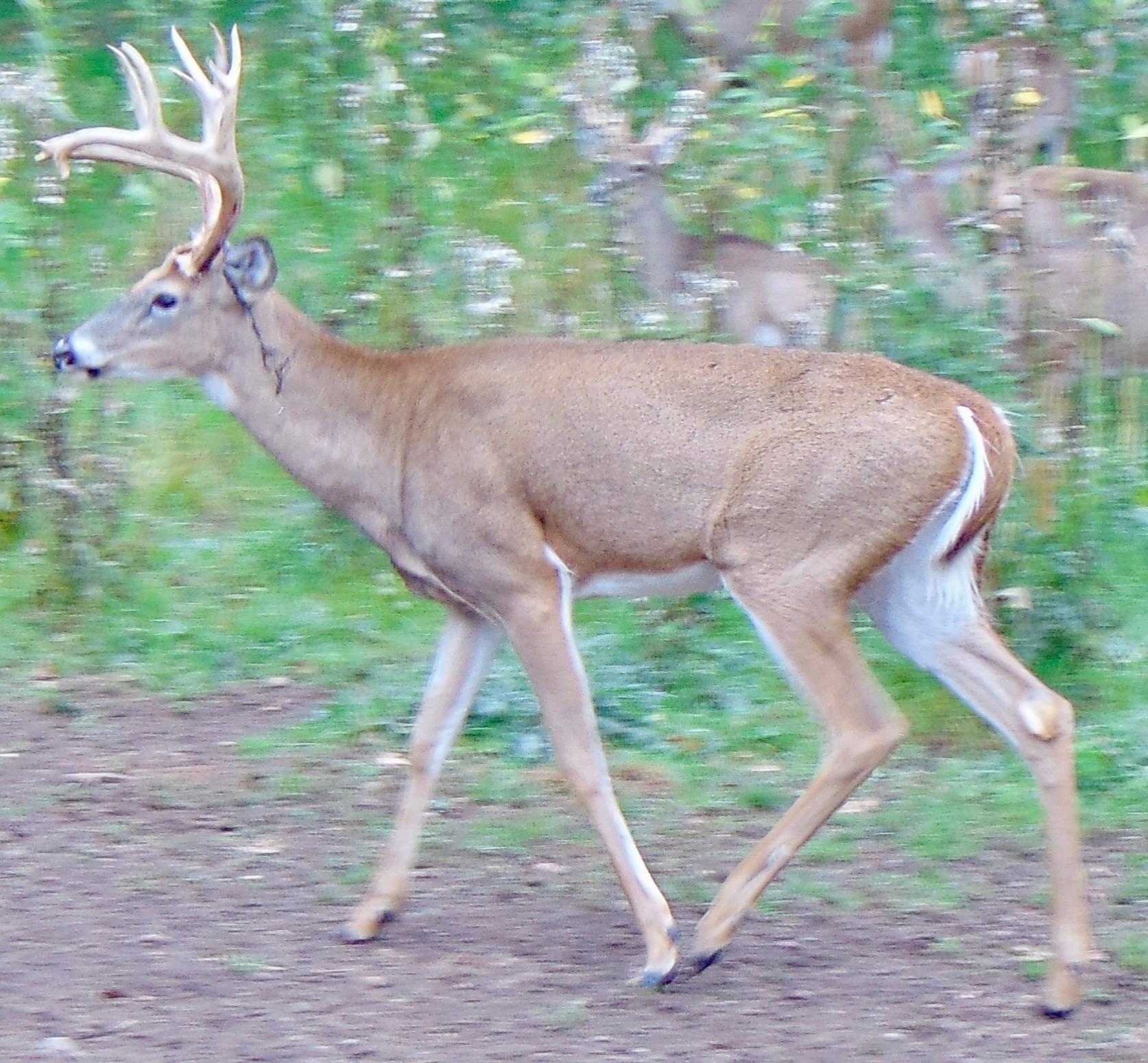 Lake Tomahawk, Wisconsin, 54487, United States, ,Residential,For Sale,1973874
