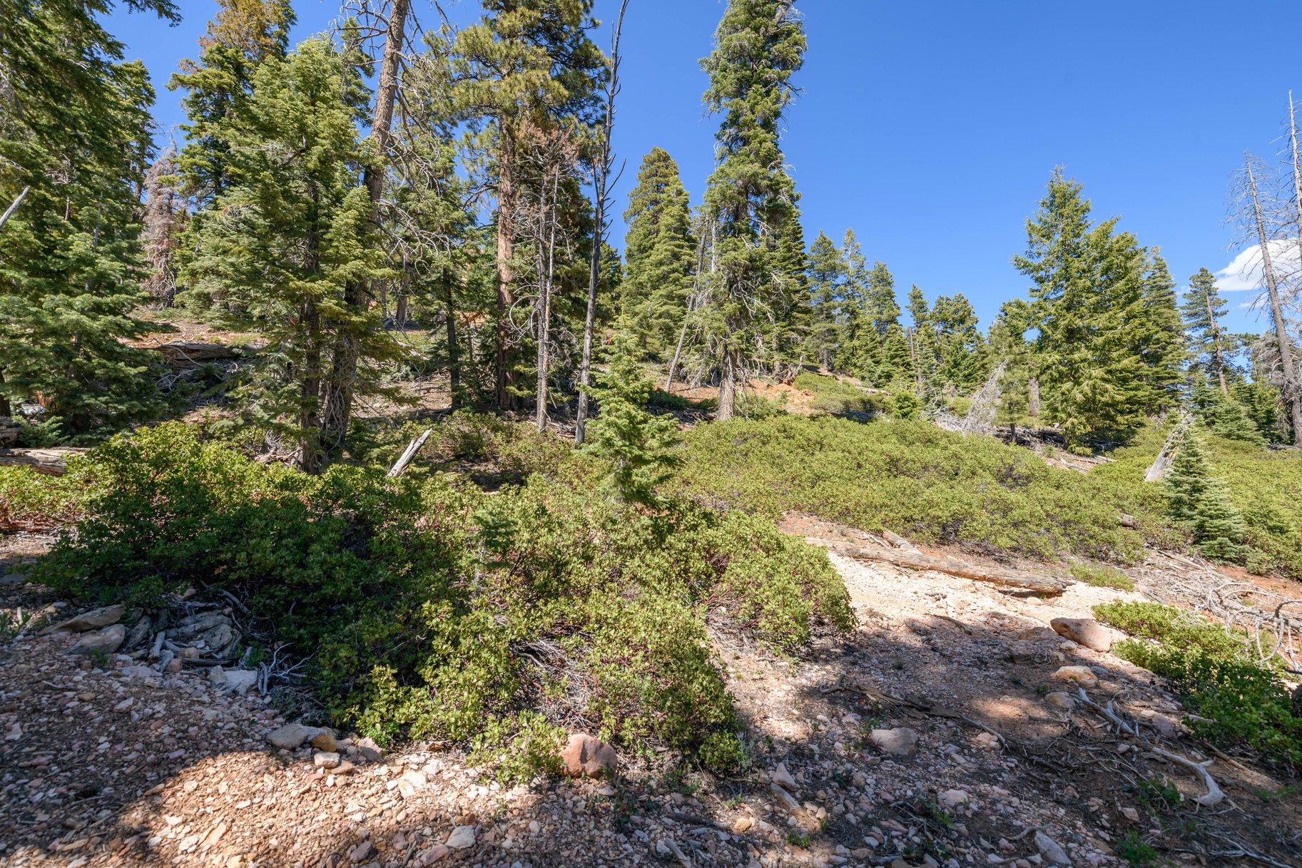  Quiet Mountain Retreat Near Navajo Lake - 物件實景
