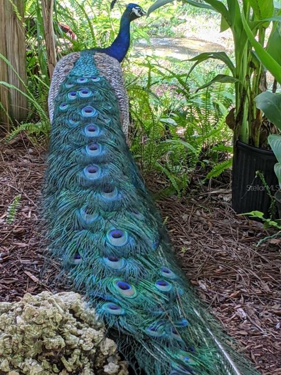 Punta Gorda, Florida, 33982, United States, 1 Bedroom Bedrooms, ,1 BathroomBathrooms,Residential,For Sale,1955631