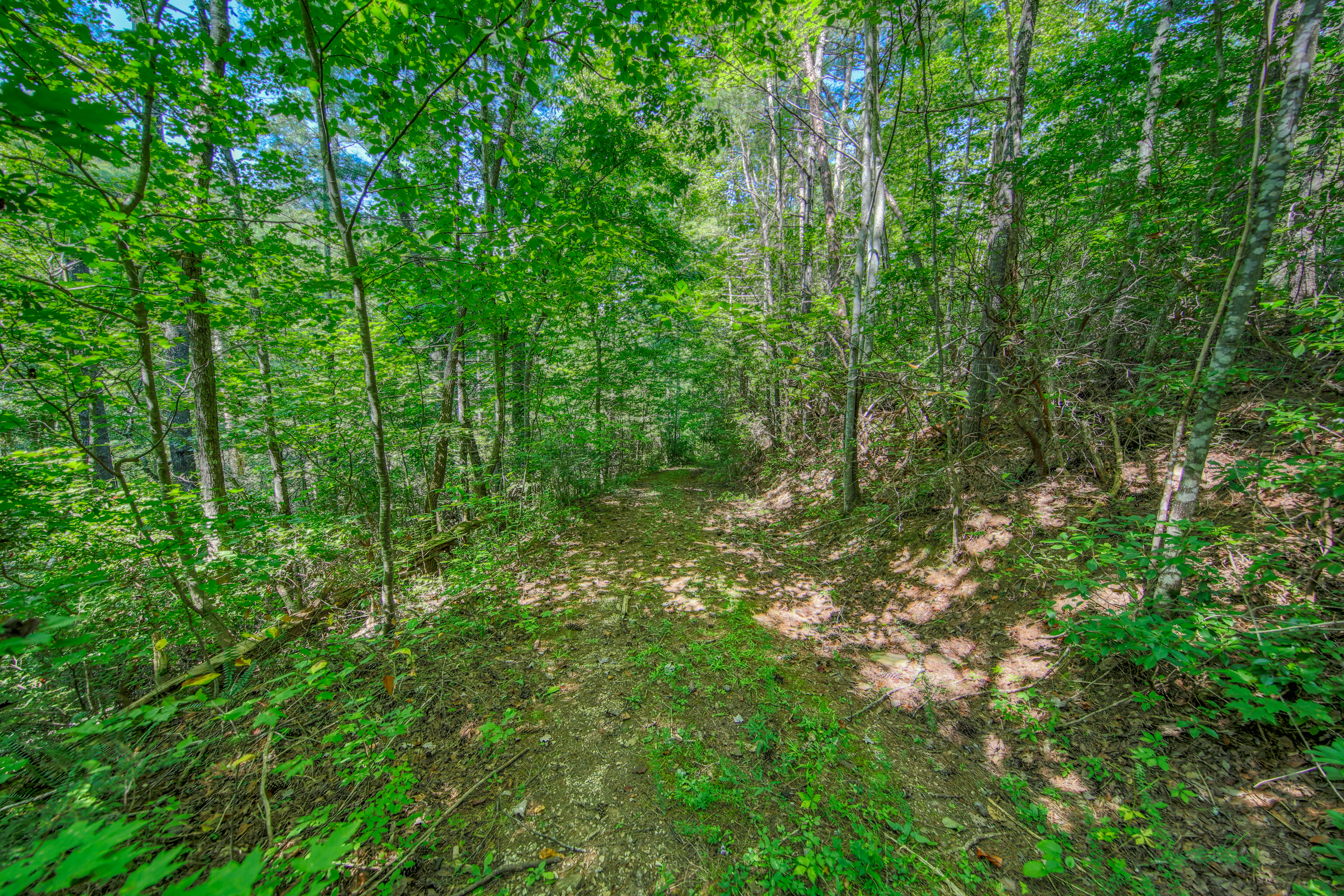  Belcher Loop, Tellico Plains, TN 37385 - 物件實景