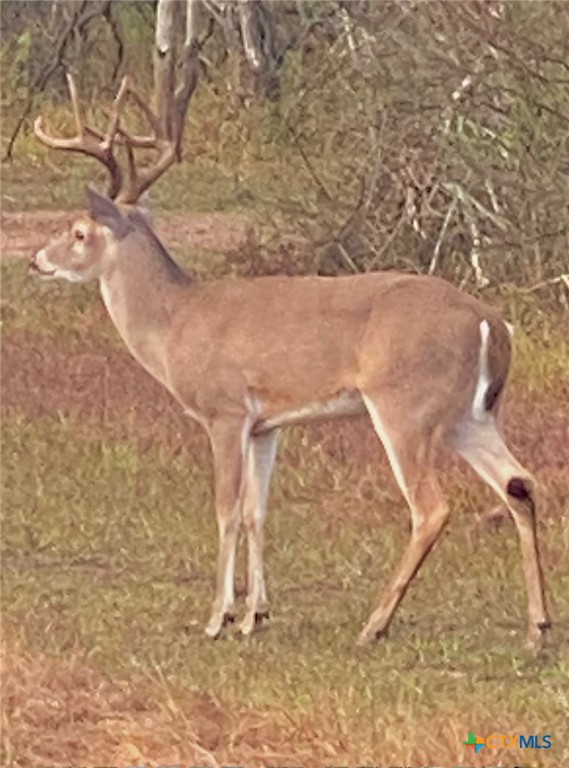 Nursery, Texas, 77976, United States, ,Land,For Sale,1988959