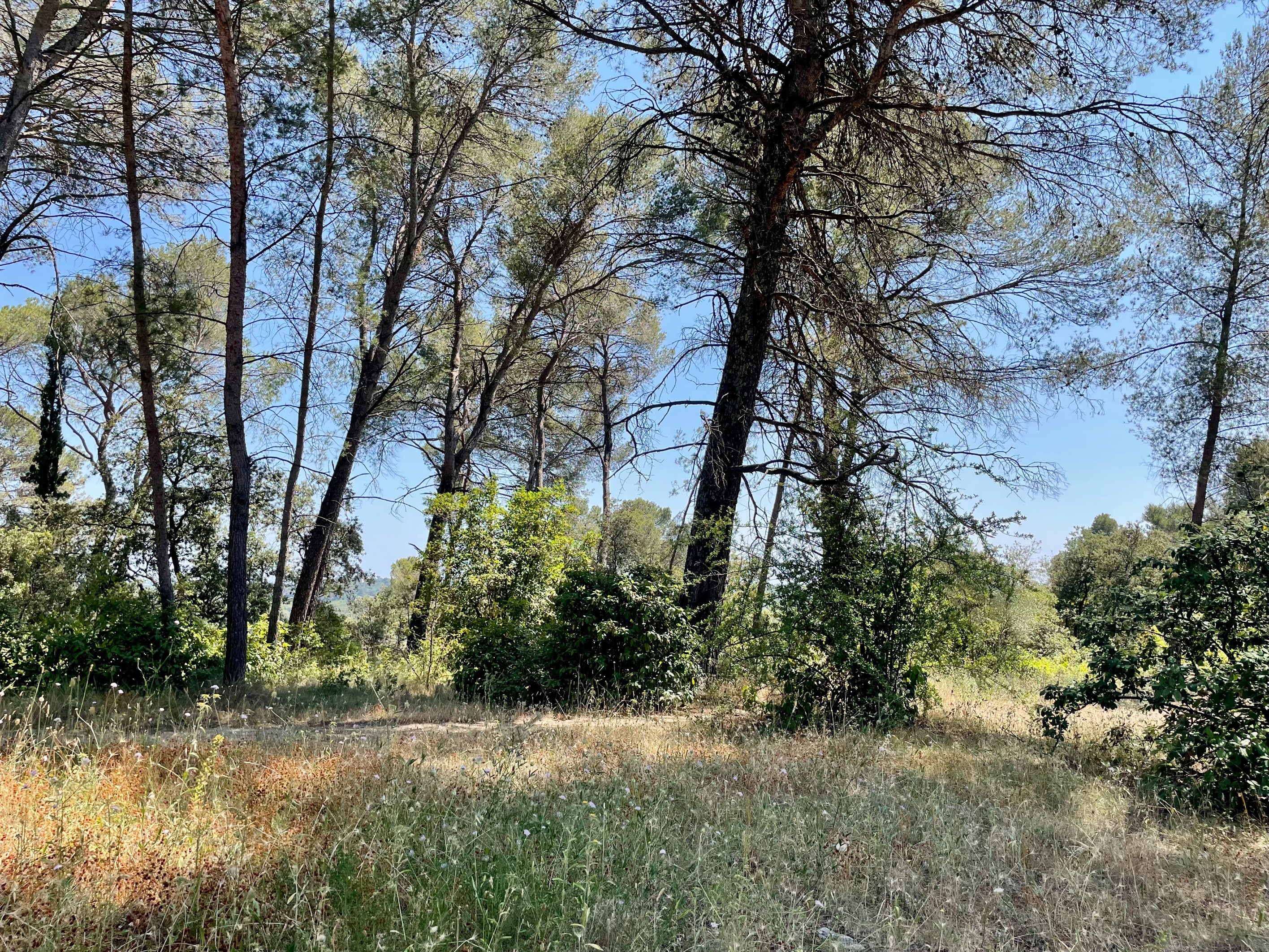  Exceptional property – Plan des Quatre Seigneurs, Montpellier - 物件實景
