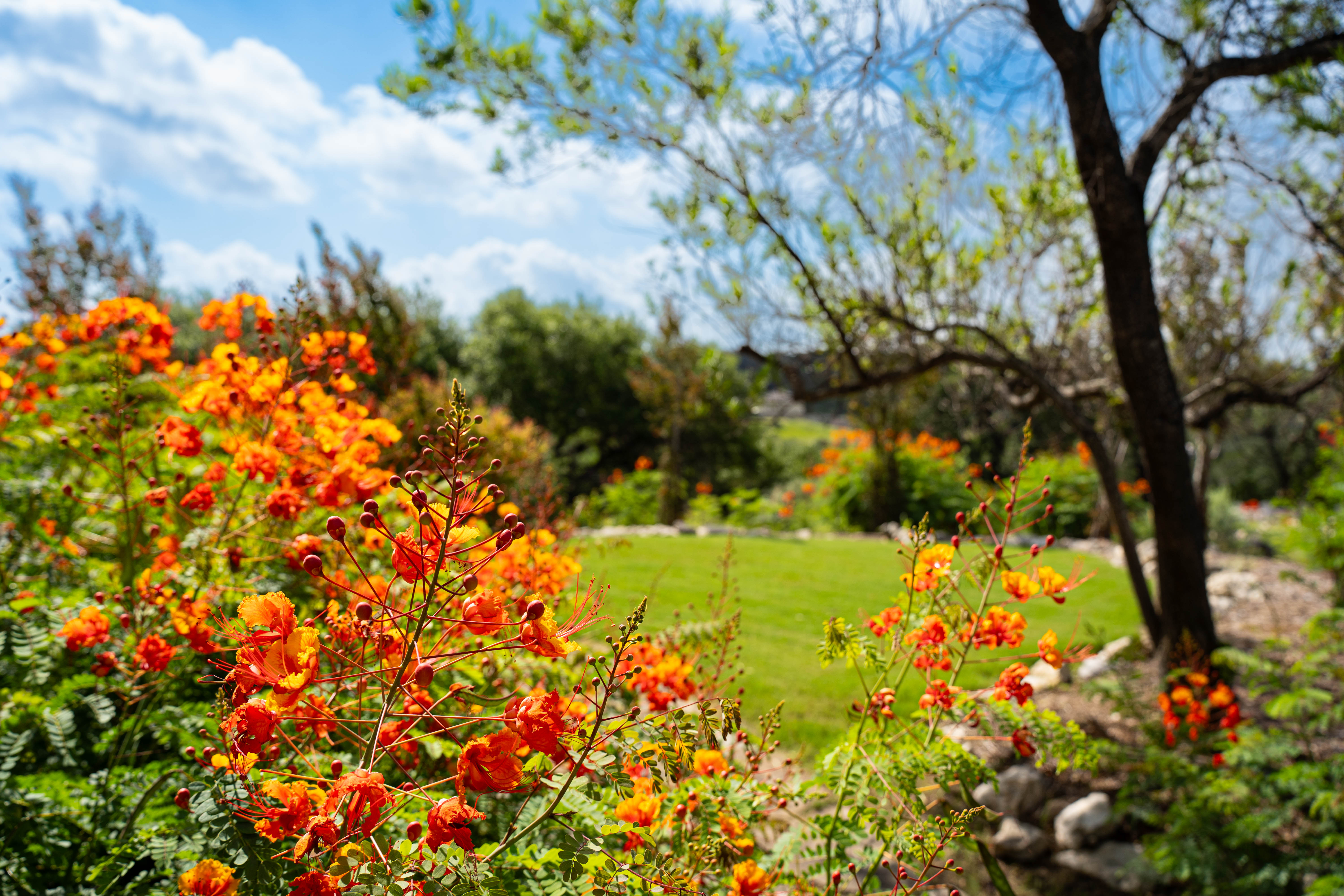  Refined Hill Country Living on the Guadalupe - 物件實景