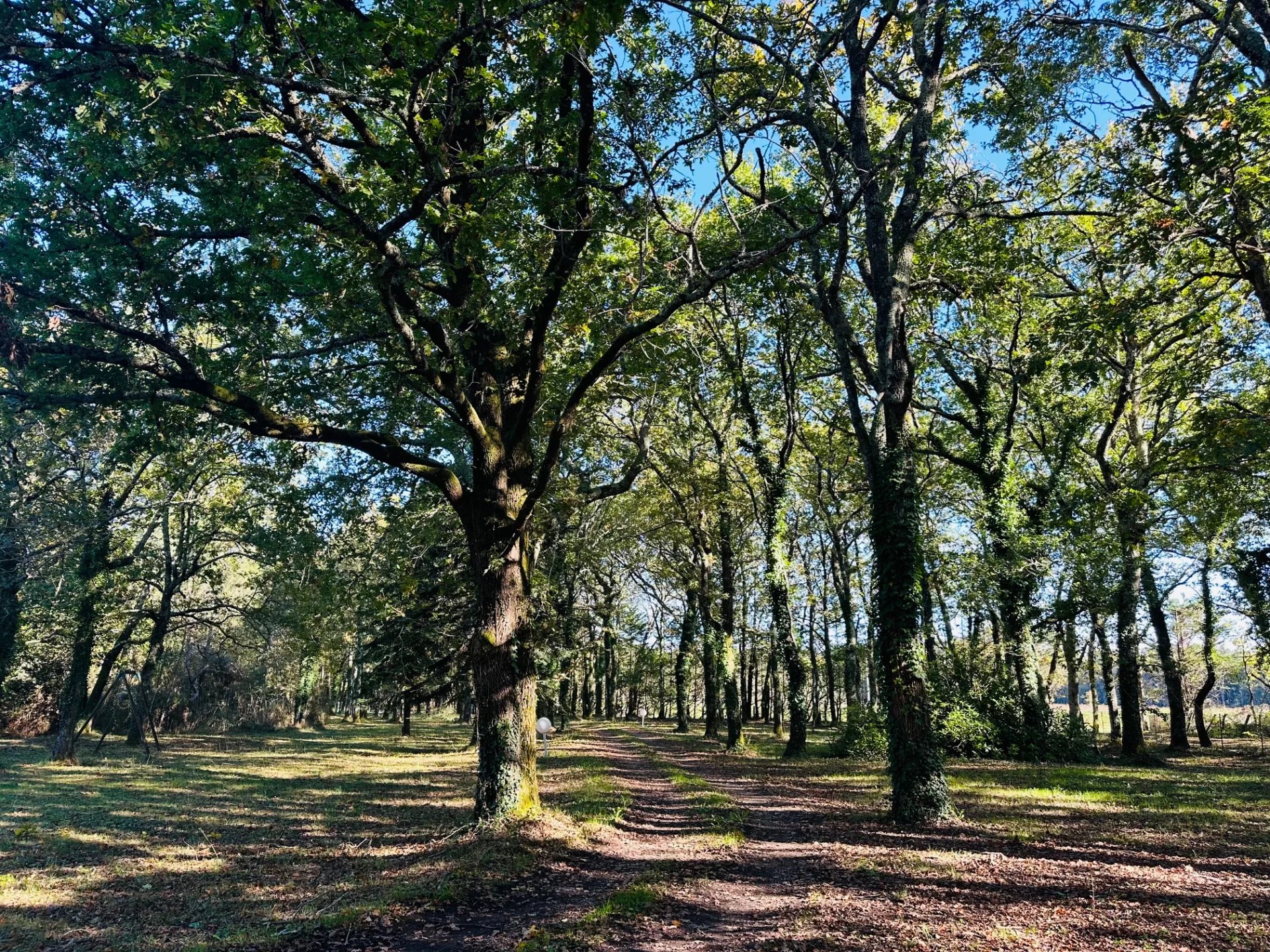 Lesparre-Médoc, New Aquitaine, 33340, FR, 10 Bedrooms Bedrooms, ,7 BathroomsBathrooms,Residential,For Sale,1995766