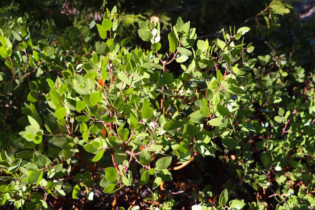 Yosemite West, California, 95389, United States, ,Residential,For Sale,1855046