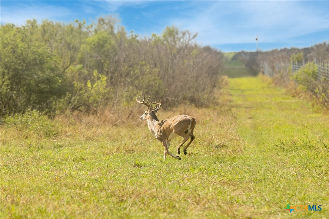 Tivoli, Texas, 77990, United States, ,Land,For Sale,1996181