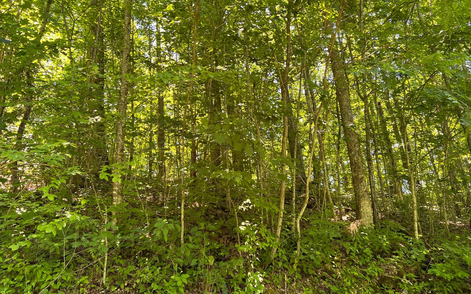 101ac Lori'S Mountain, Hayesville, North Carolina, 28904, United States, ,Residential,For Sale,101ac Lori'S Mountain,1304629