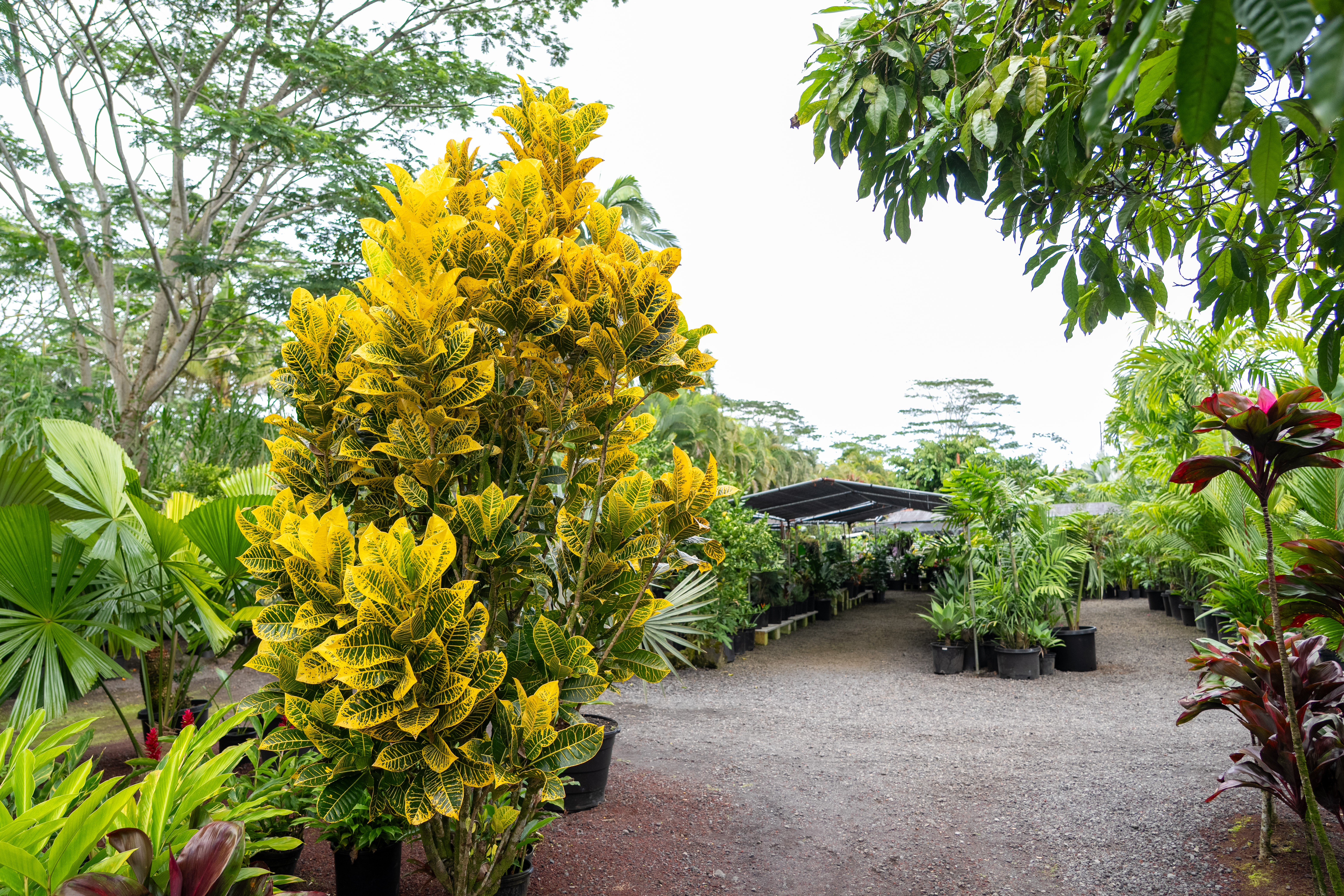 Kurtistown, Hawaii, 96760, United States, 2 Bedrooms Bedrooms, ,2 BathroomsBathrooms,Residential,For Sale,1991865