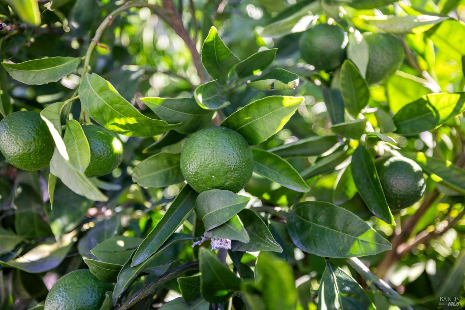 Santa Rosa, California, 95407, United States, 4 Bedrooms Bedrooms, ,3 BathroomsBathrooms,Residential,For Sale,1980026