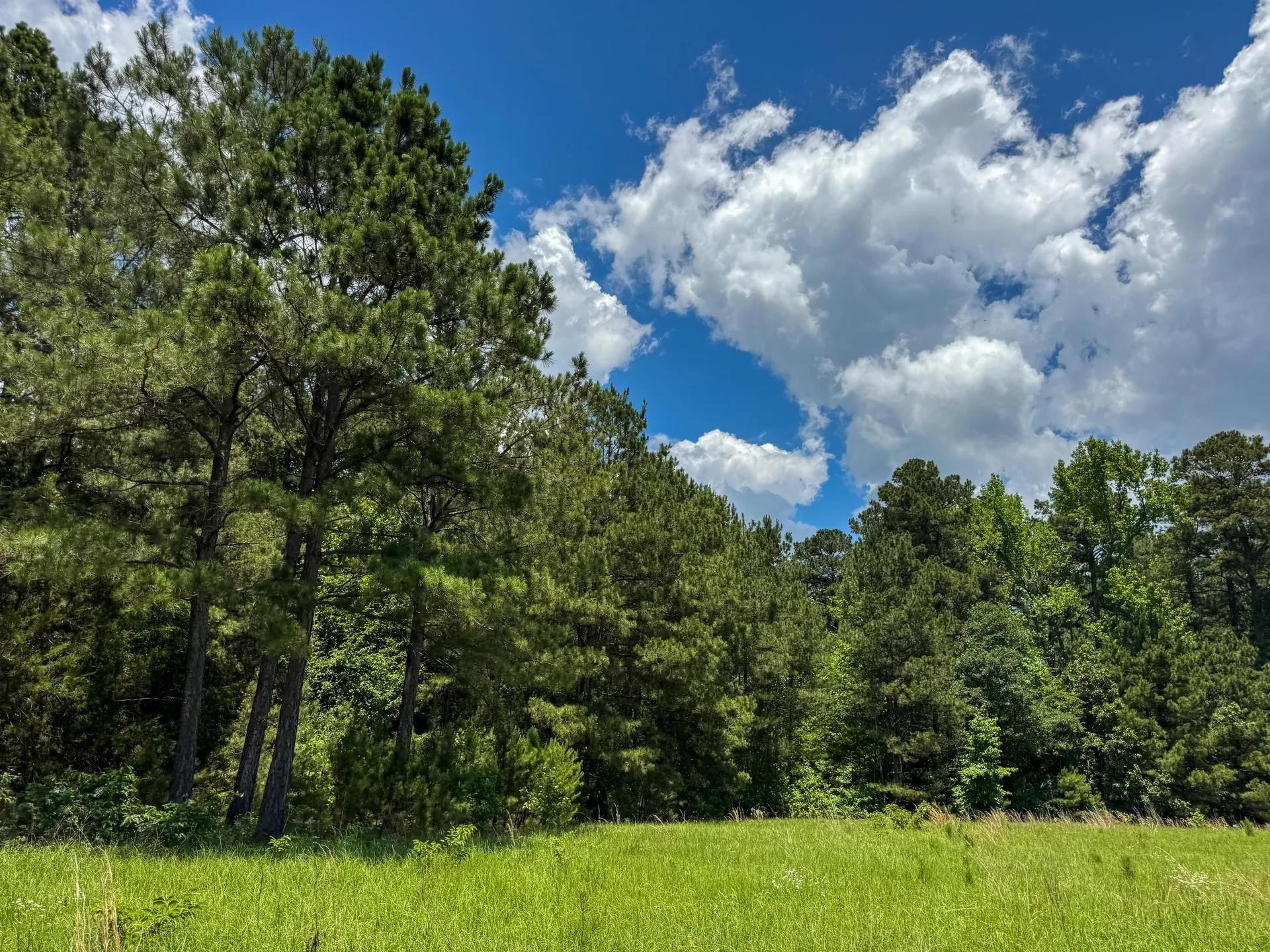 Douglassville, Texas, 75560, United States, ,Land,For Sale,2048006